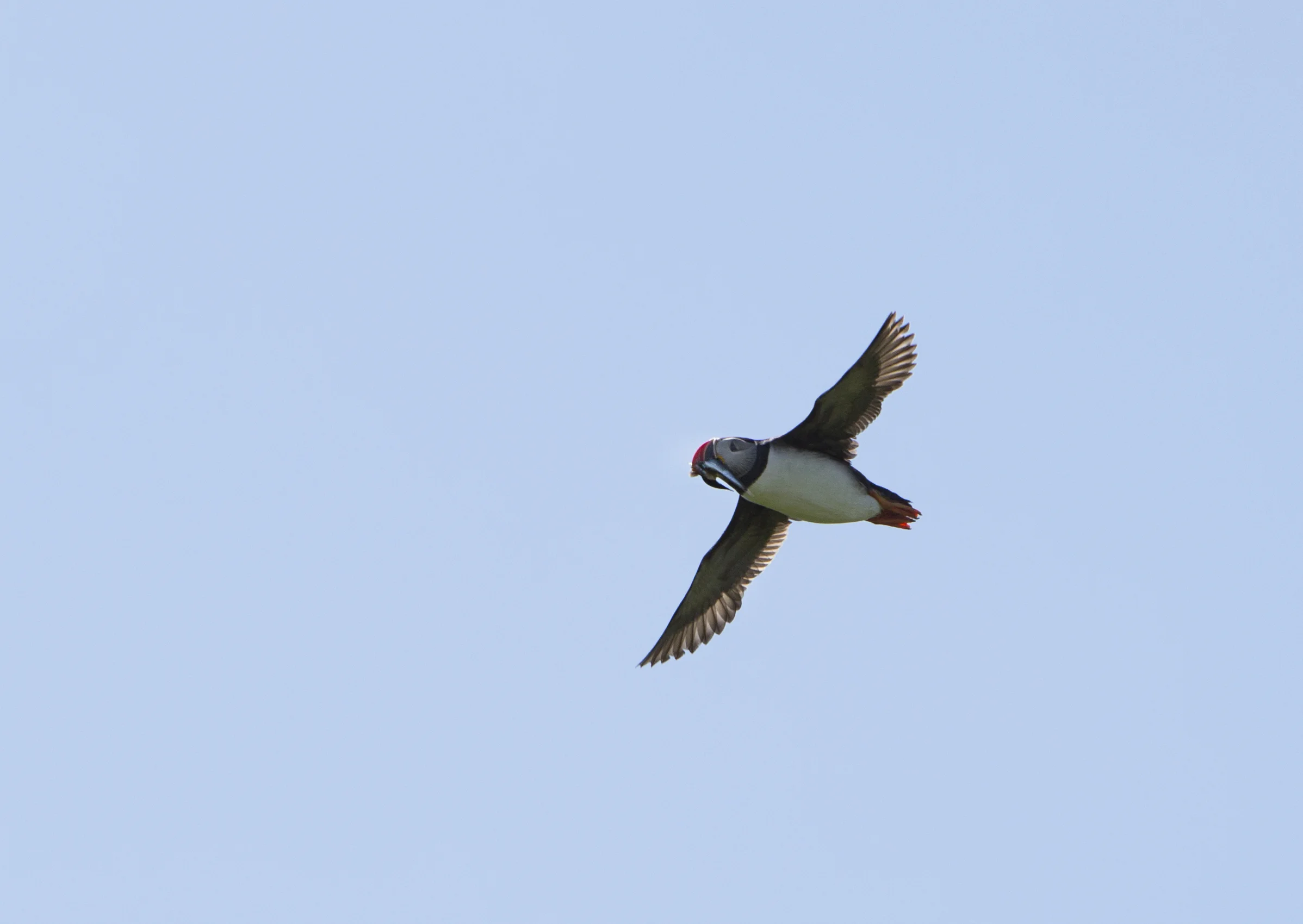 puffin-01.jpg