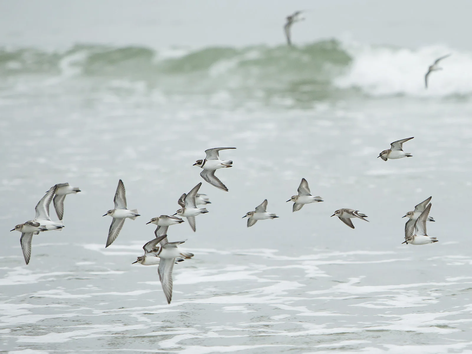 plovers_web.jpg