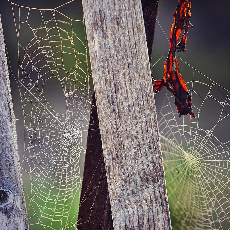 webs-01a.jpg