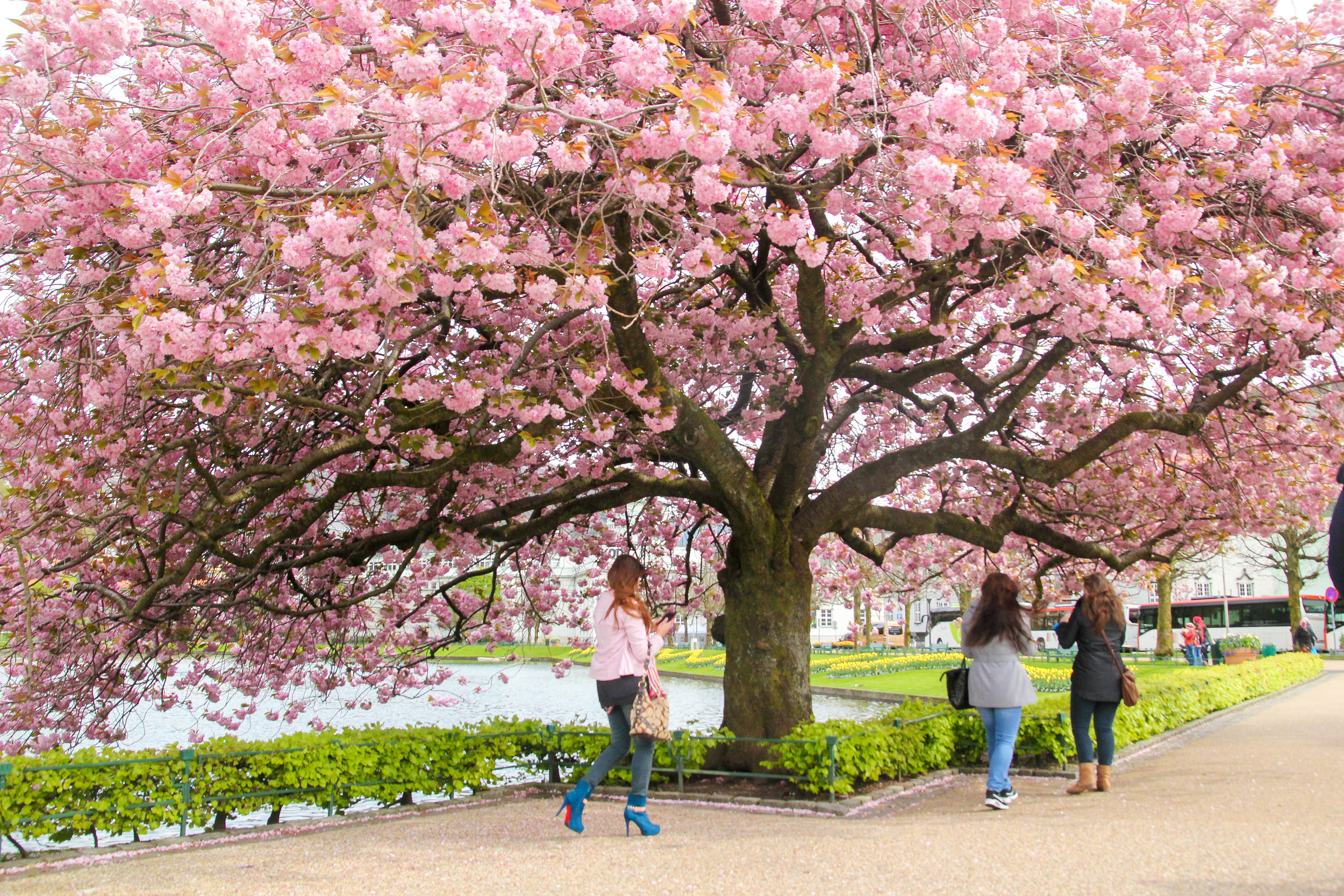 Cherry blossom by the lake in Bergen, our first port of call