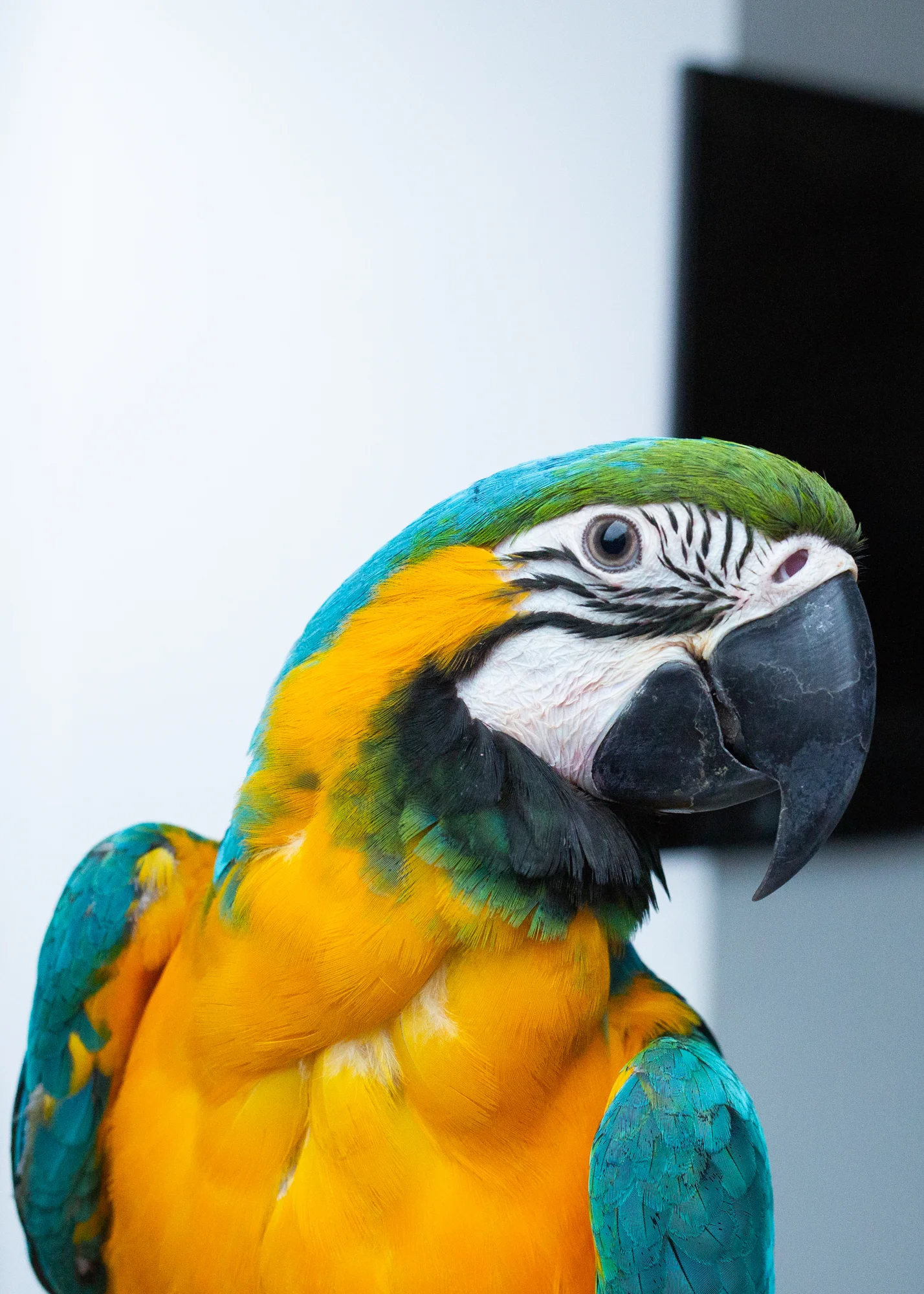 Macaws-7.jpg