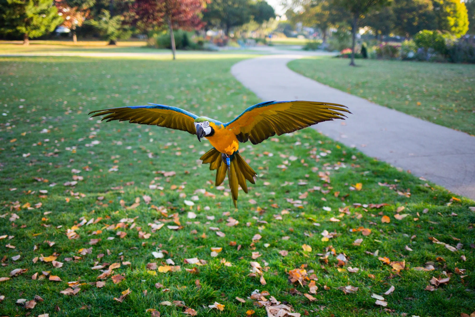Macaws-13.jpg