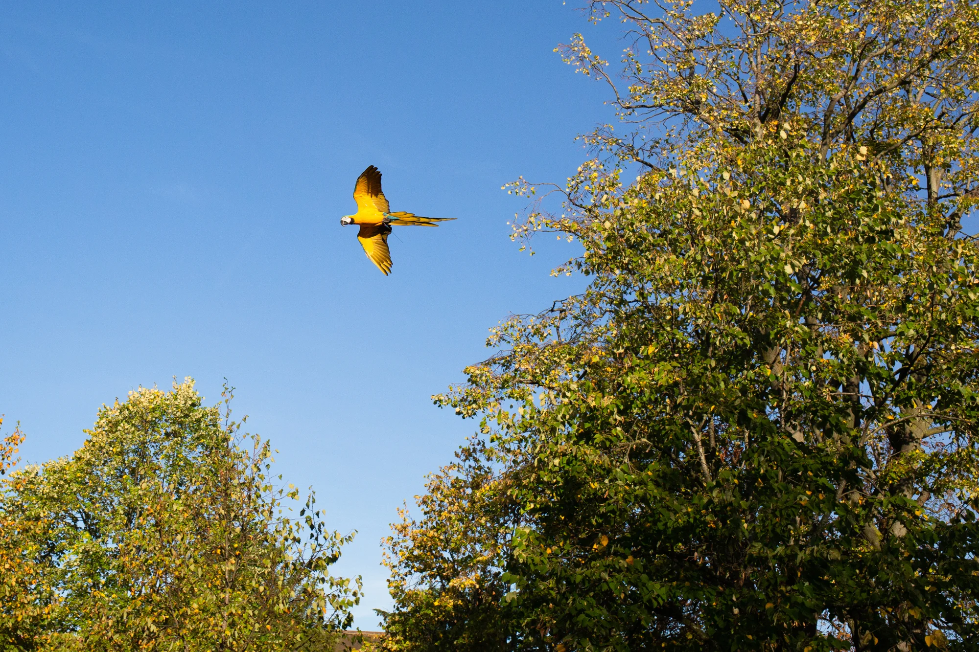 Macaws-14.jpg