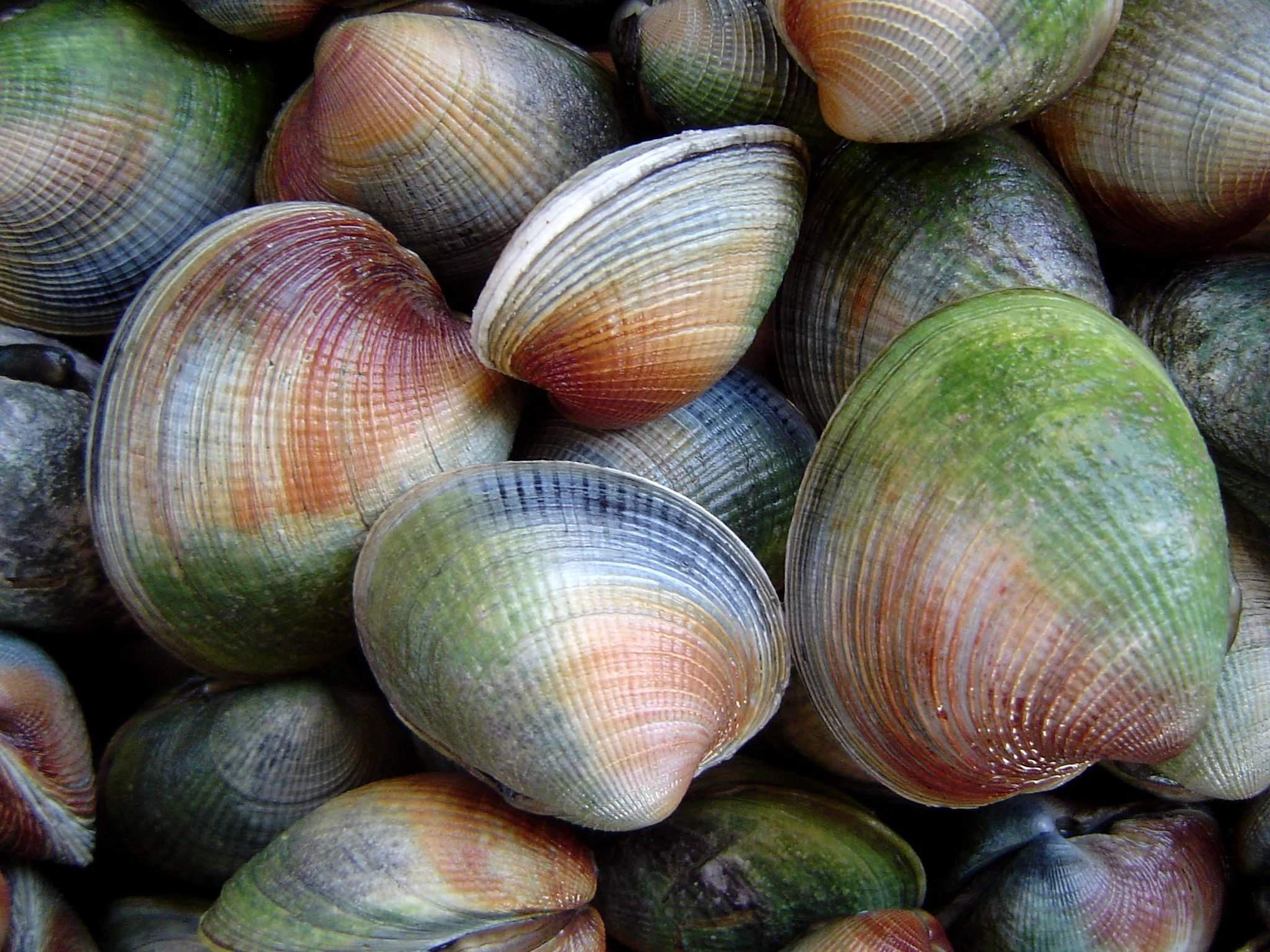 Clams