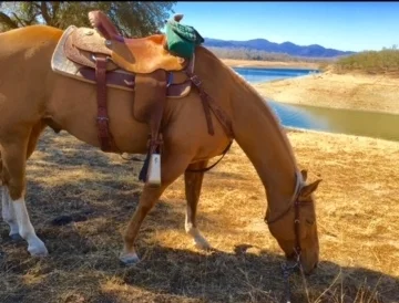 Horse Picture.jpg