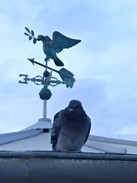 Dove on Roof.JPG