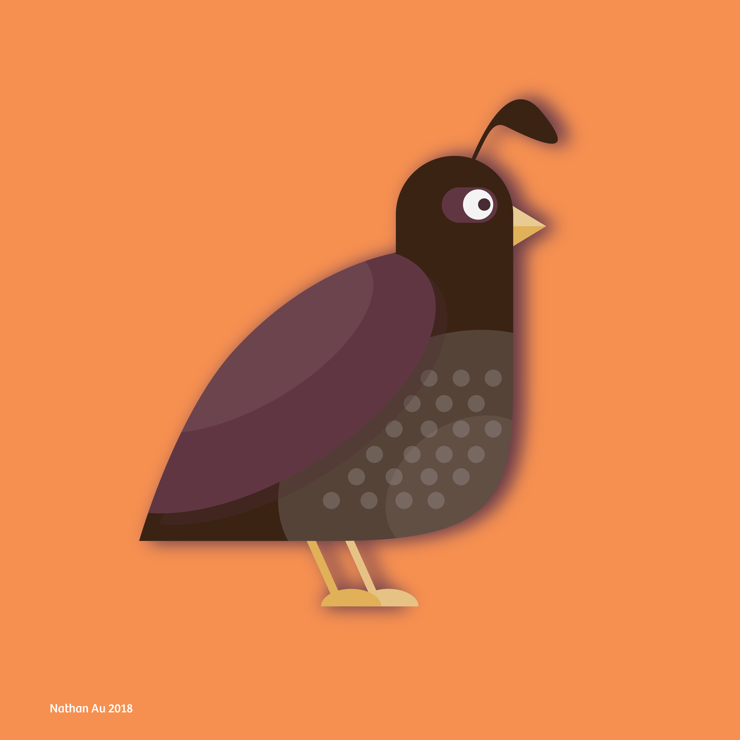 quail-01-01-01.png