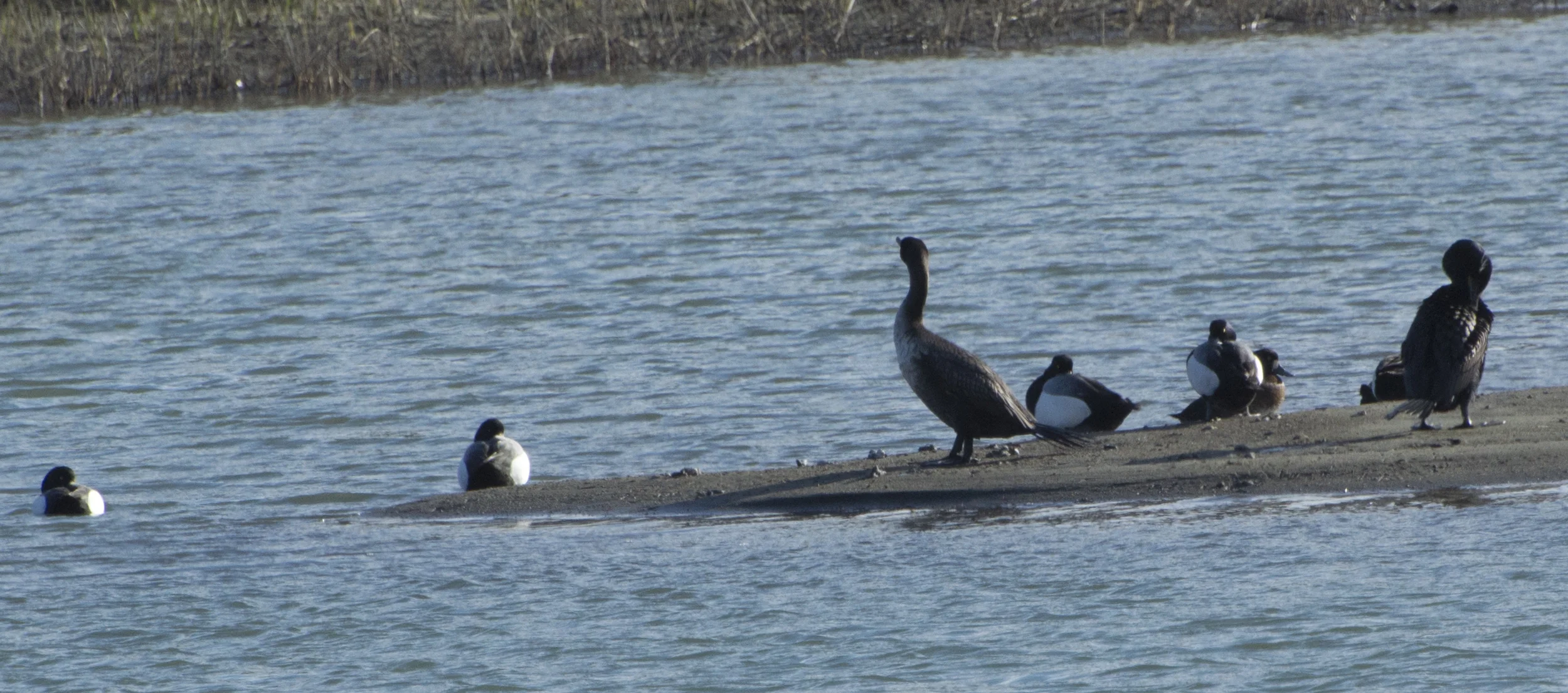 scaup 1.jpg