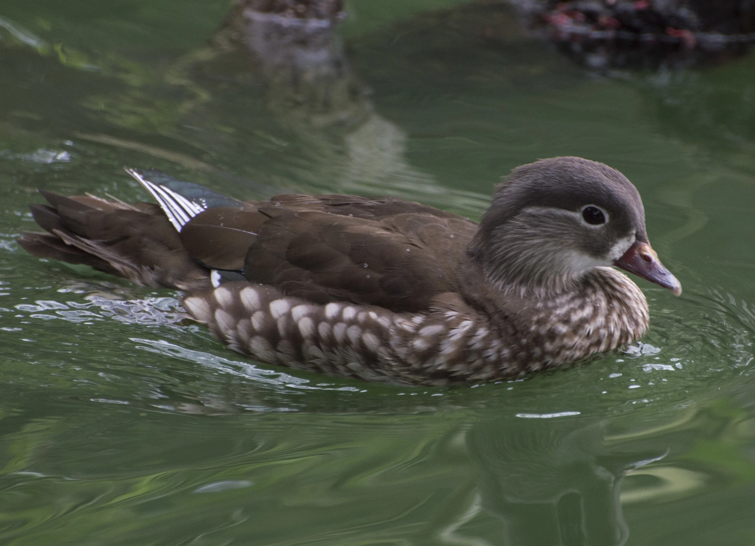 Mandarin Duck