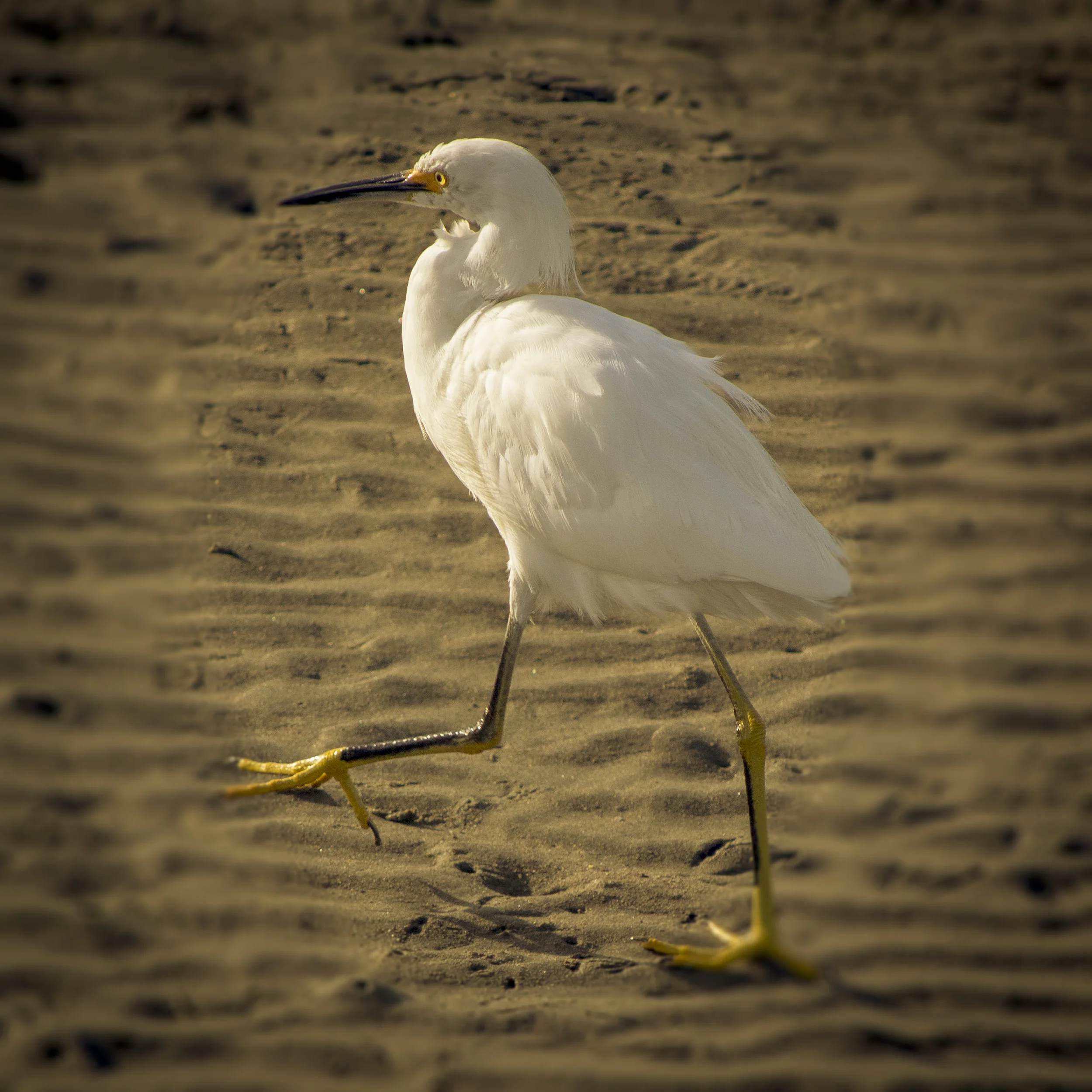 The Birds: Closing Reception and Book Release