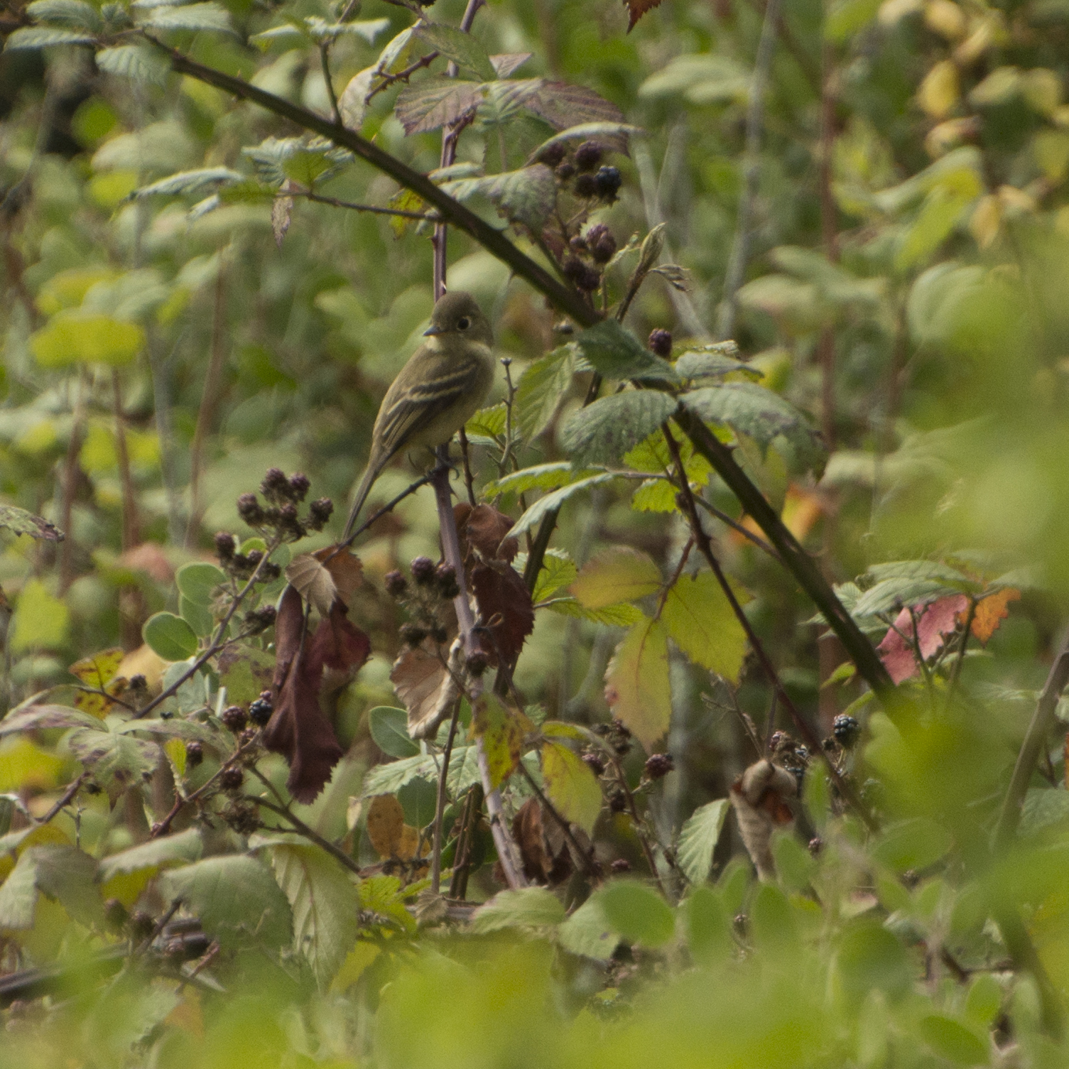 Willow Flycatcher 8.9.15