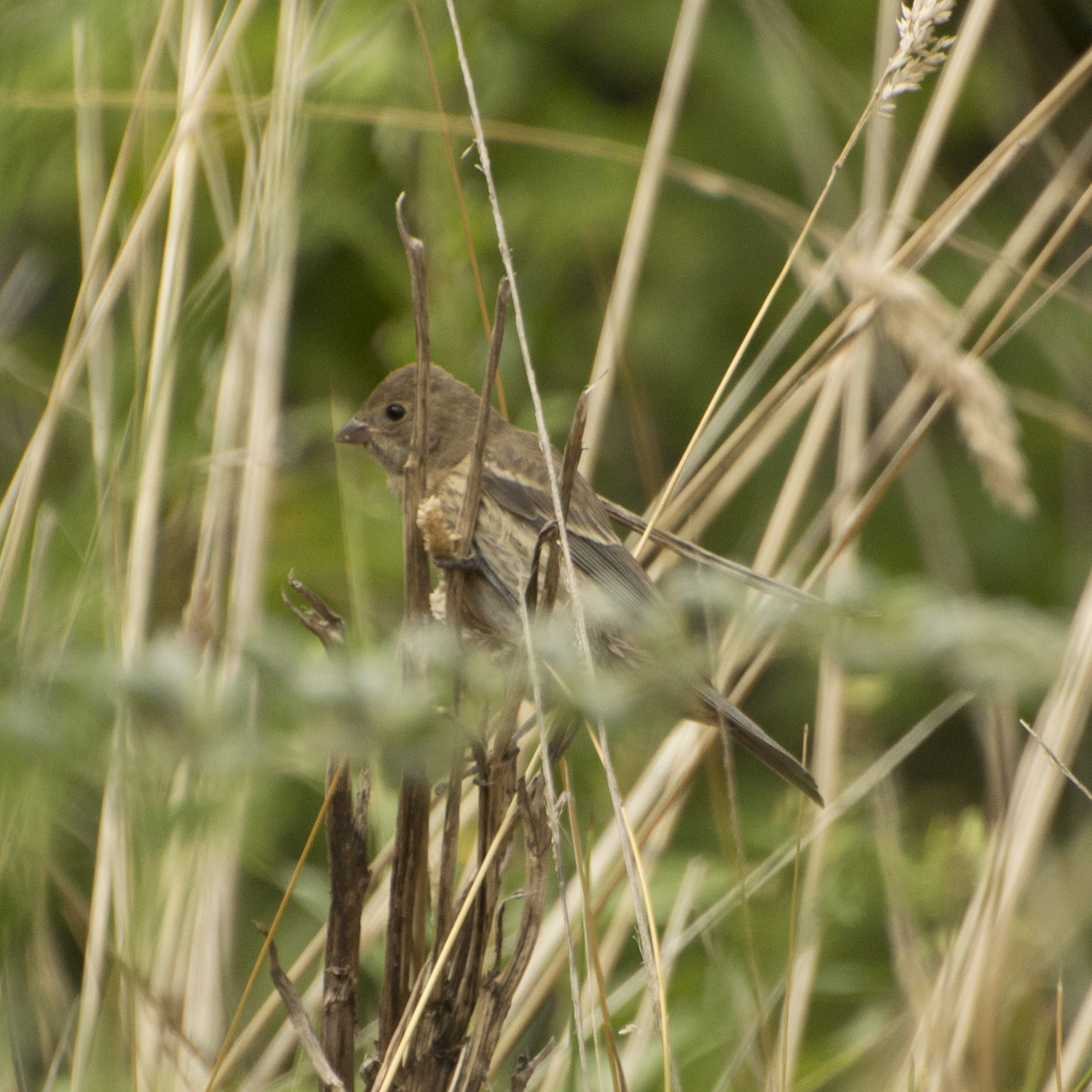 Female Indigo Bunting