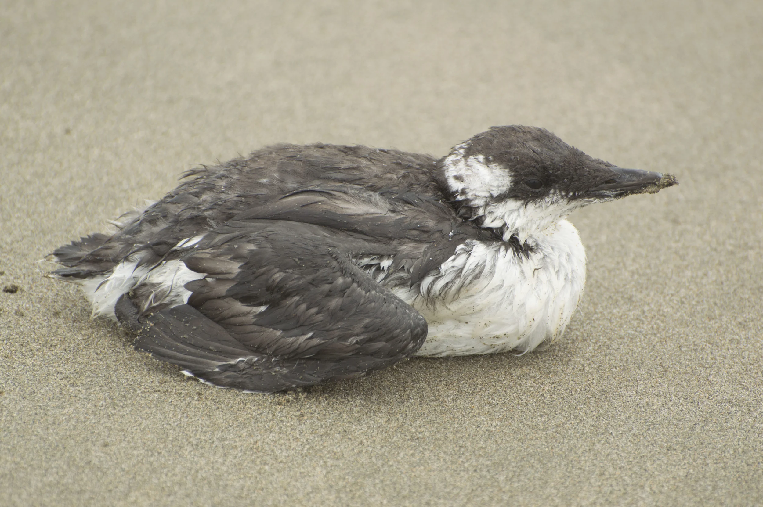 Marbled Murrelet - beach