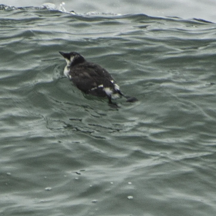 Marbled Murrelet - on water