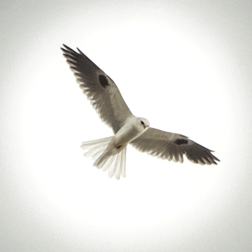 White-tailed Kite