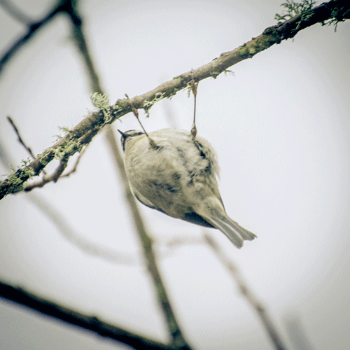 Golden-crowned Kinglet