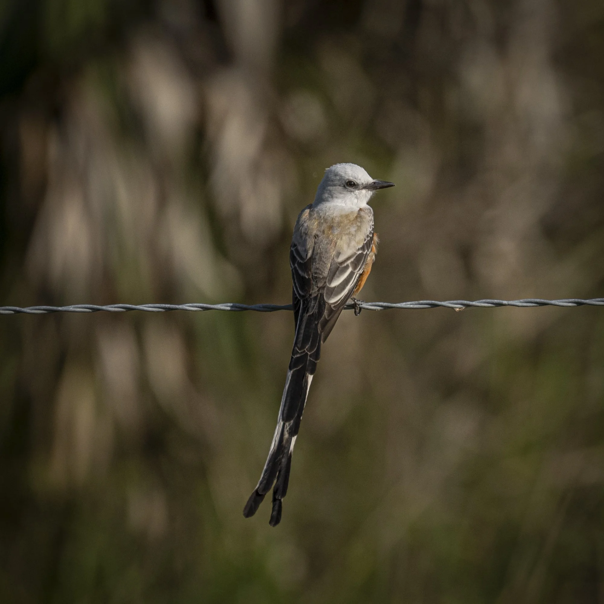 Scissor-tailed Flycatcher