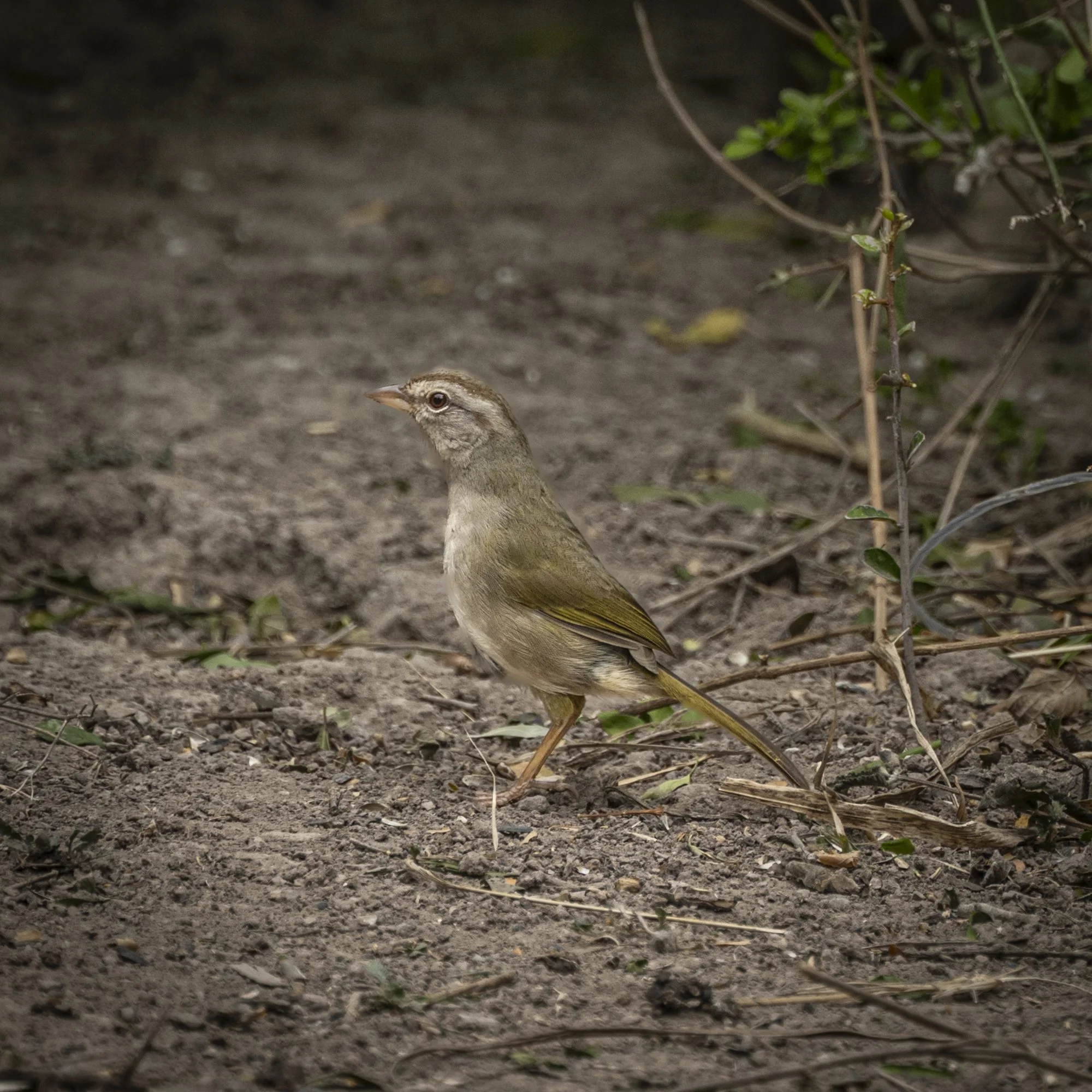 Olive Sparrow