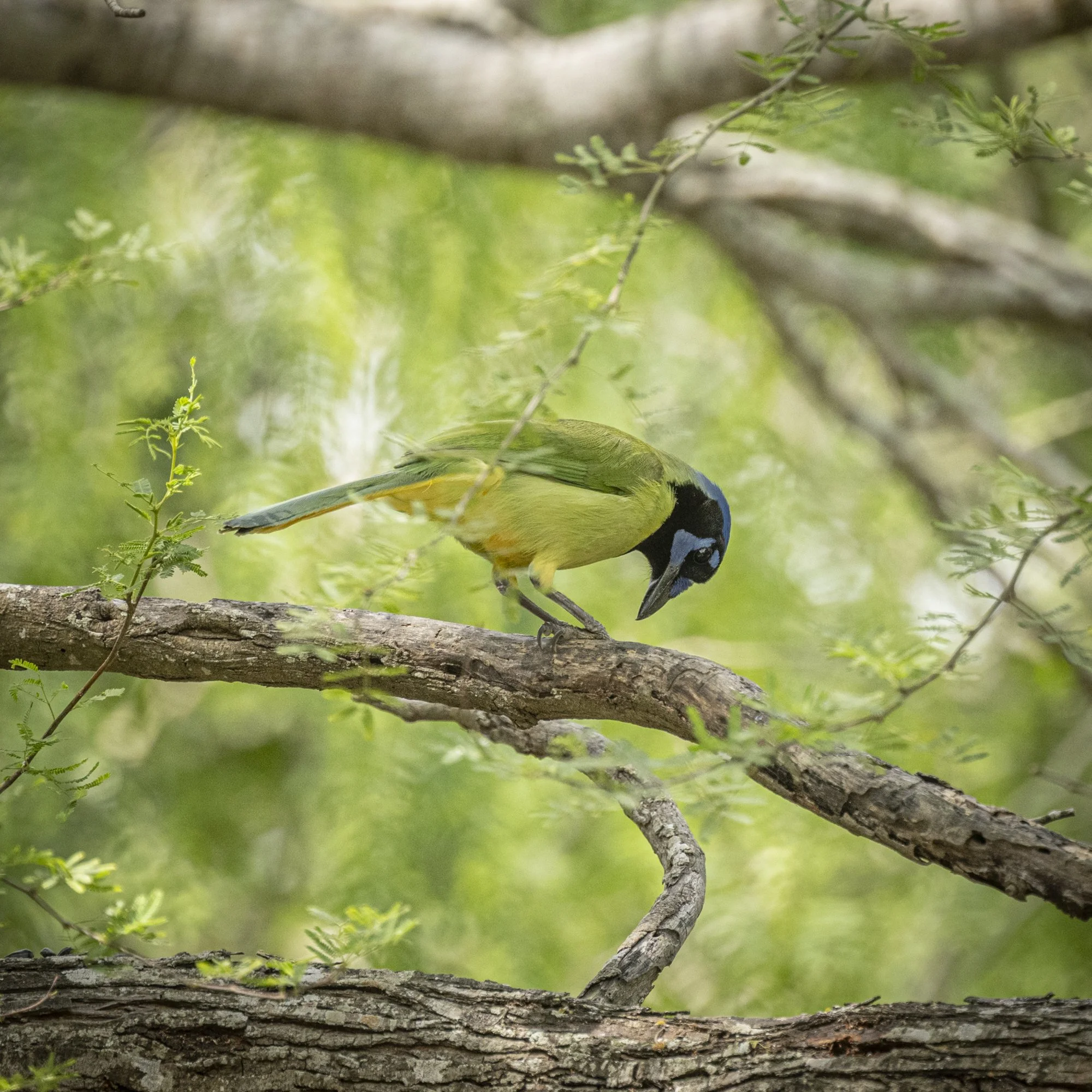 Green Jay