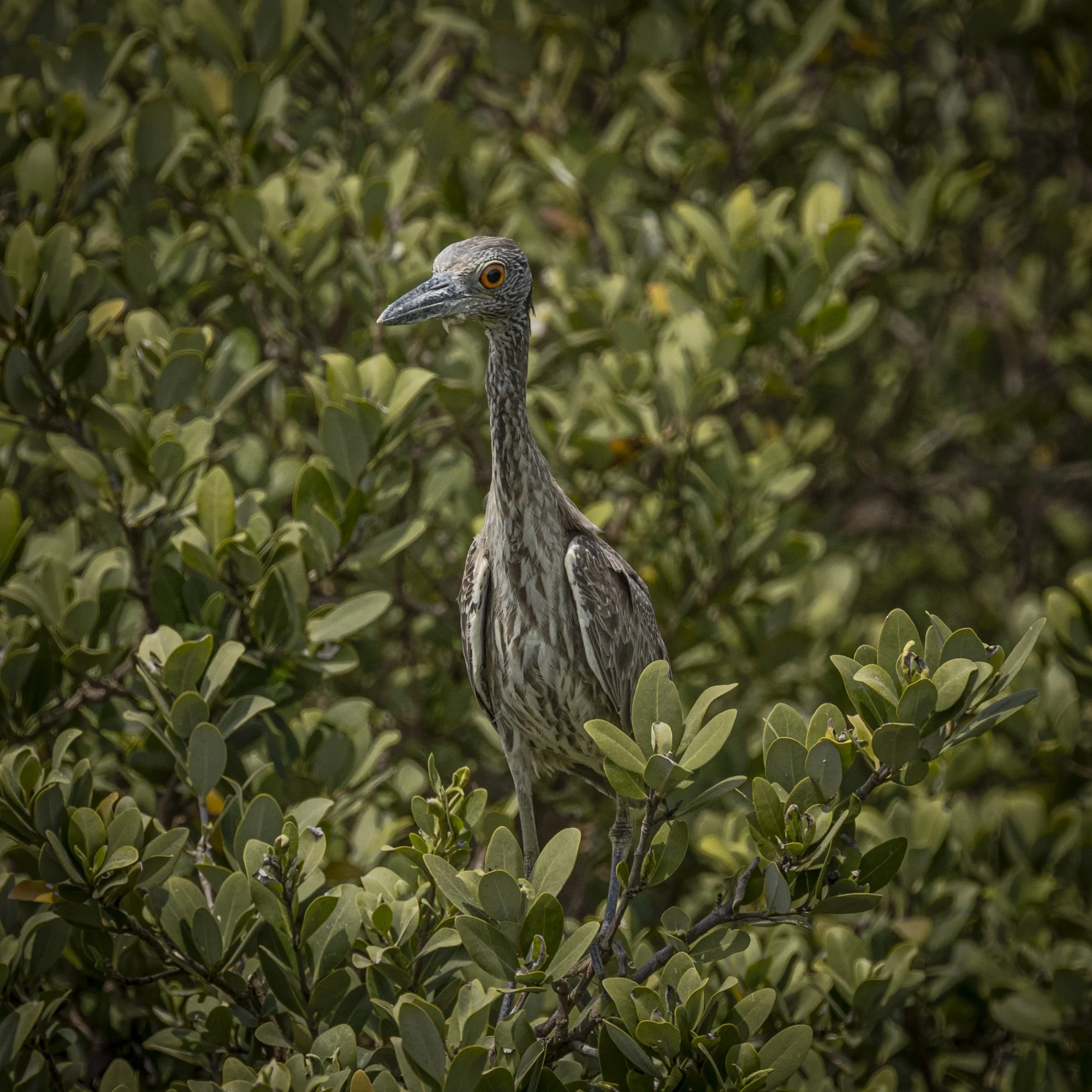 Tri-colored Heron - immature