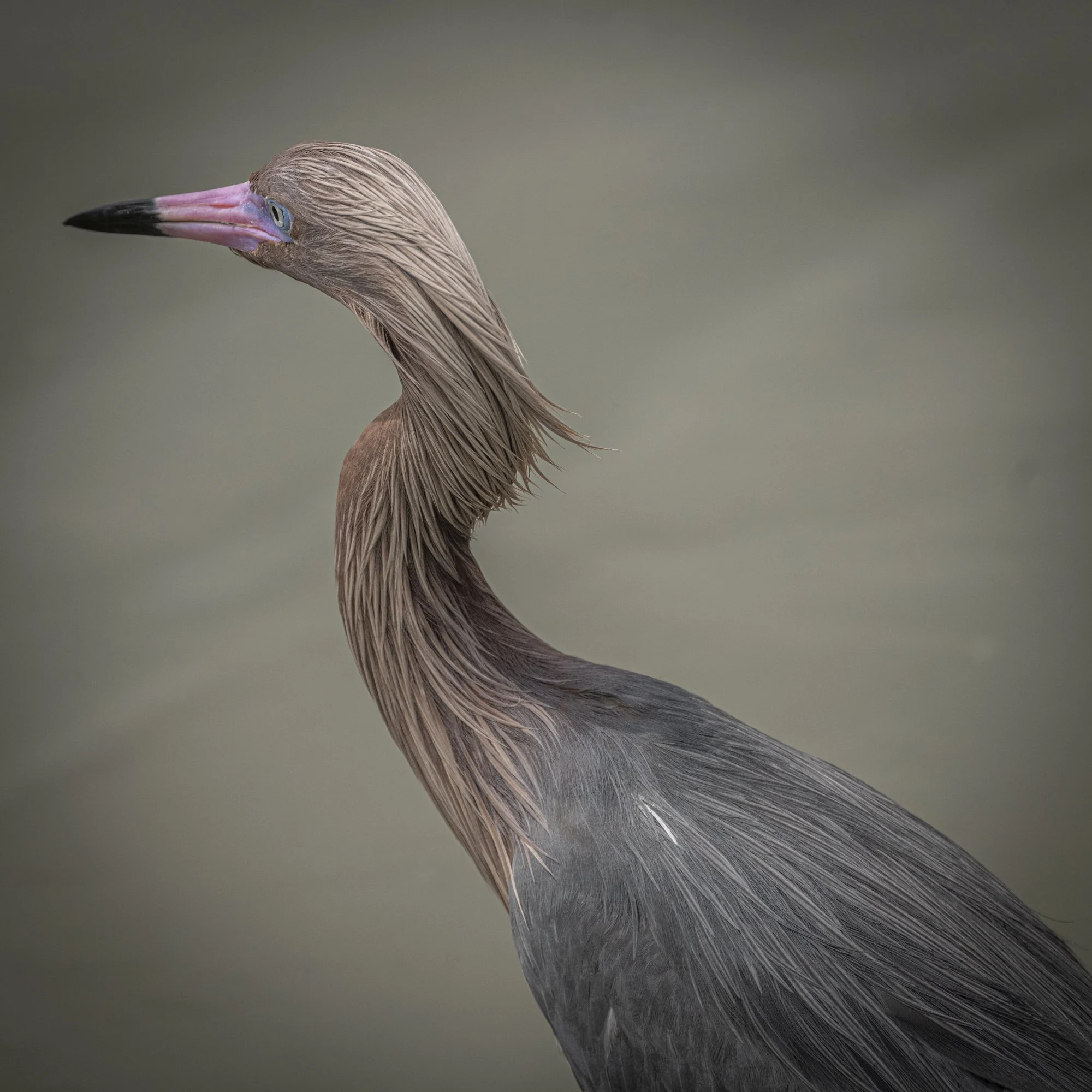 Reddish Egret