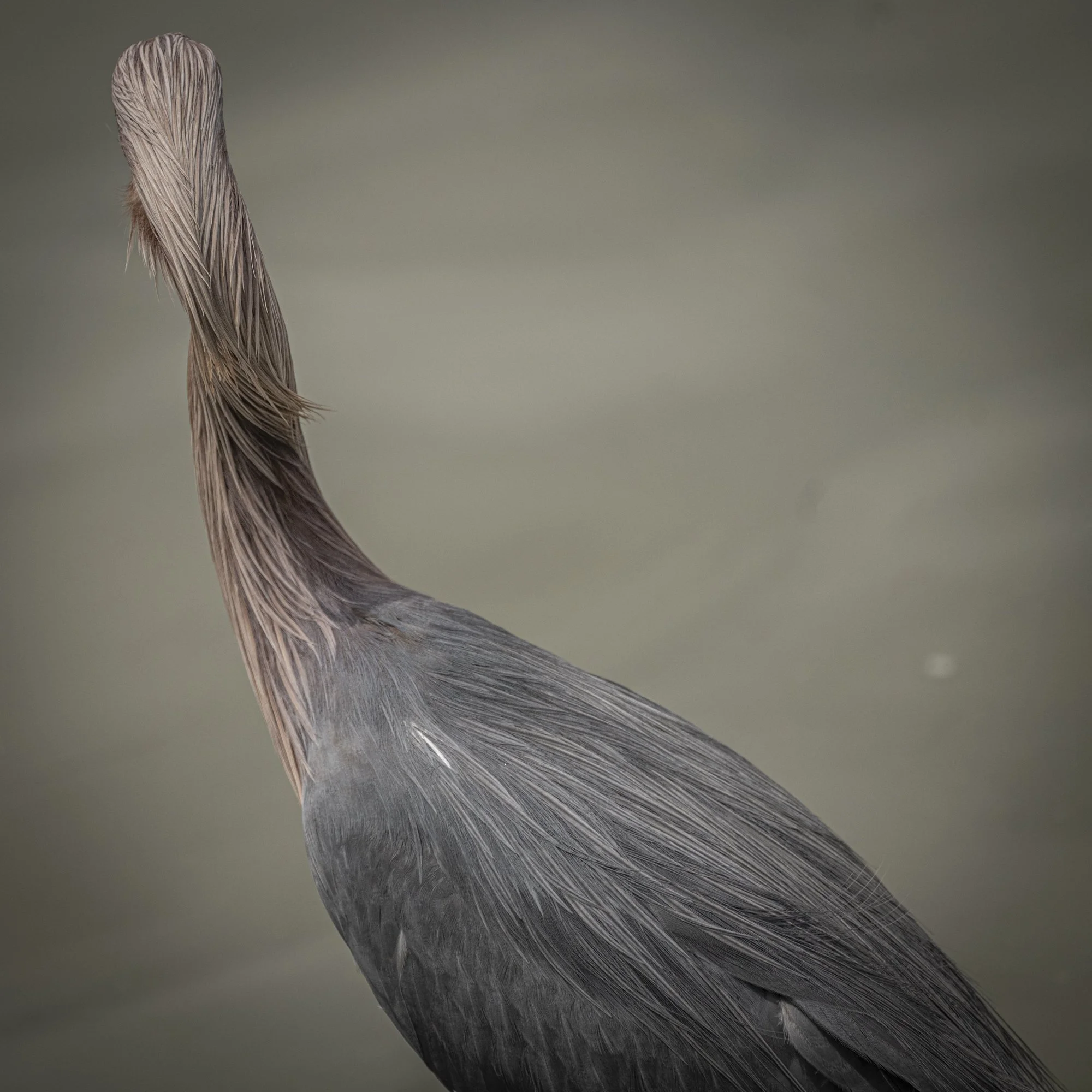 Reddish Egret - from the back