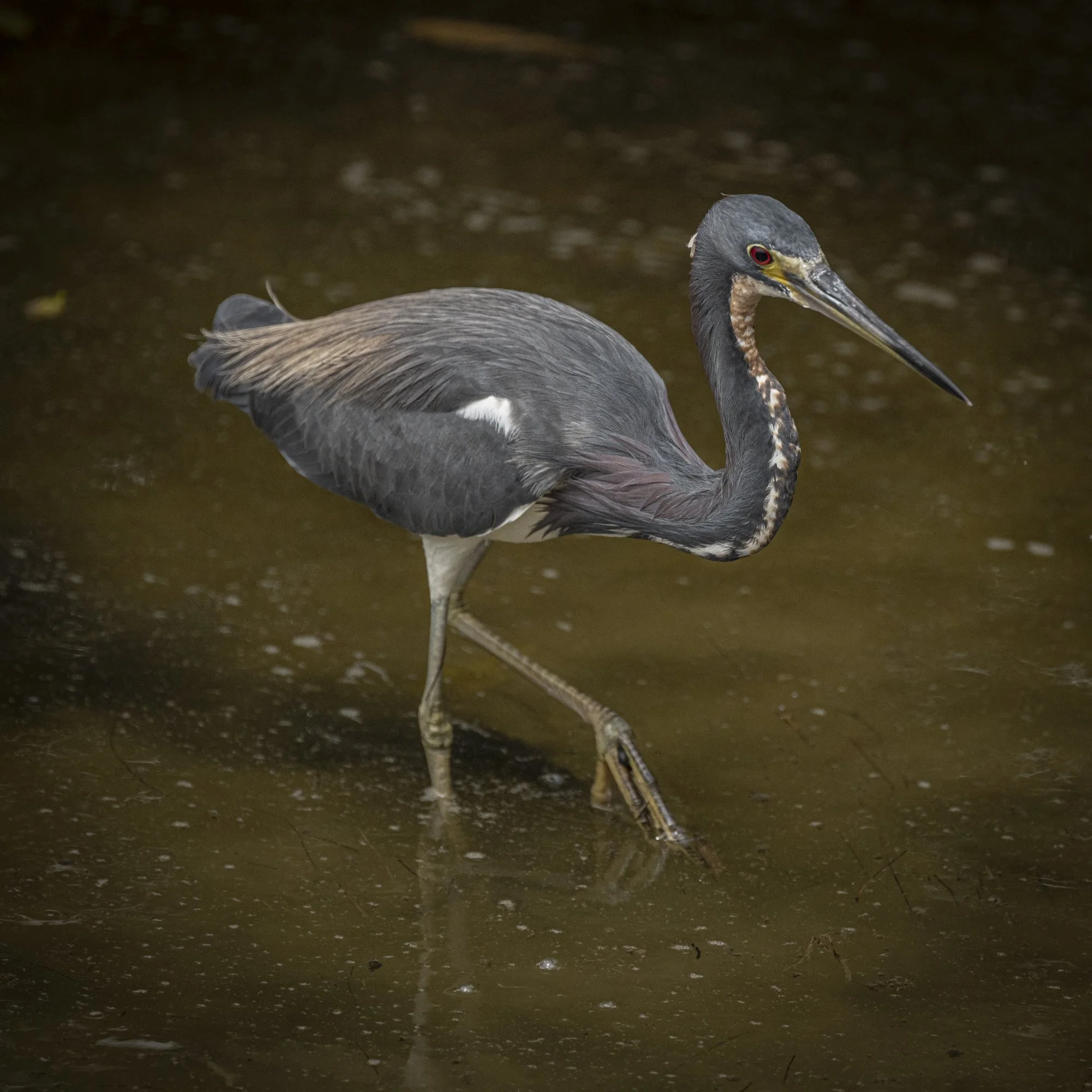 Tr-colored Heron - Adult