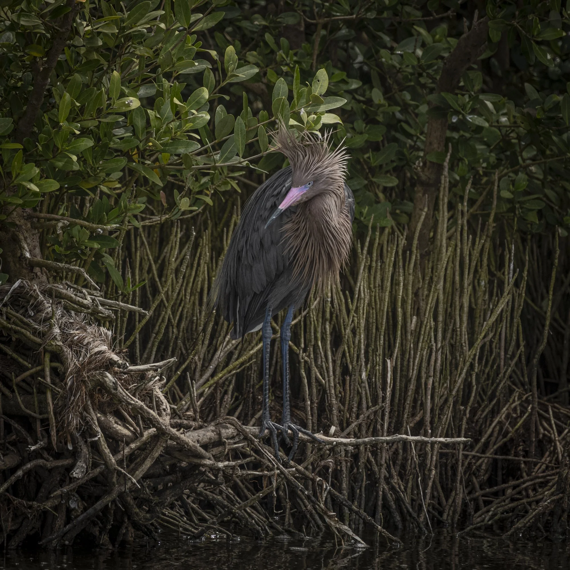 Reddish Egret