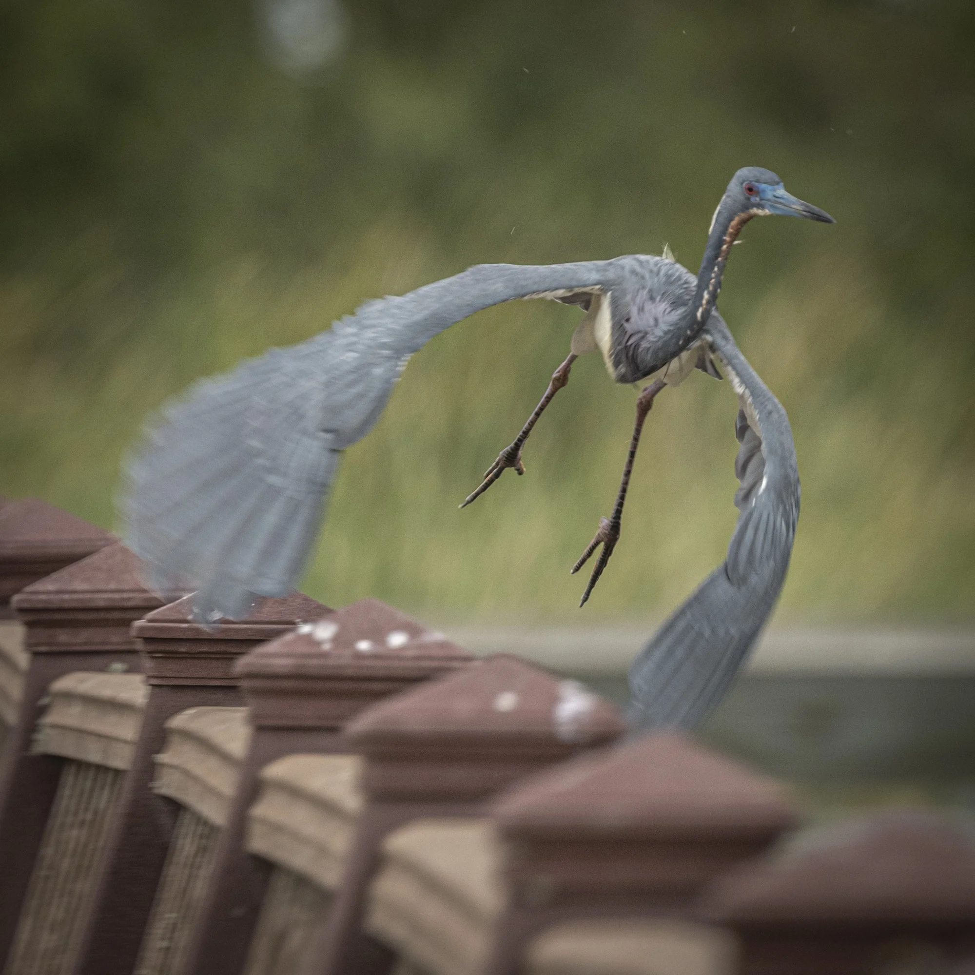 Tr-colored Heron - taking off
