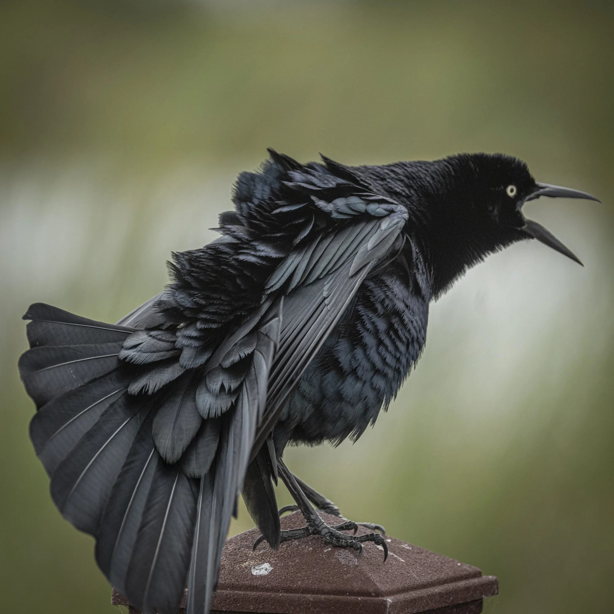 Great-tailed Grackle