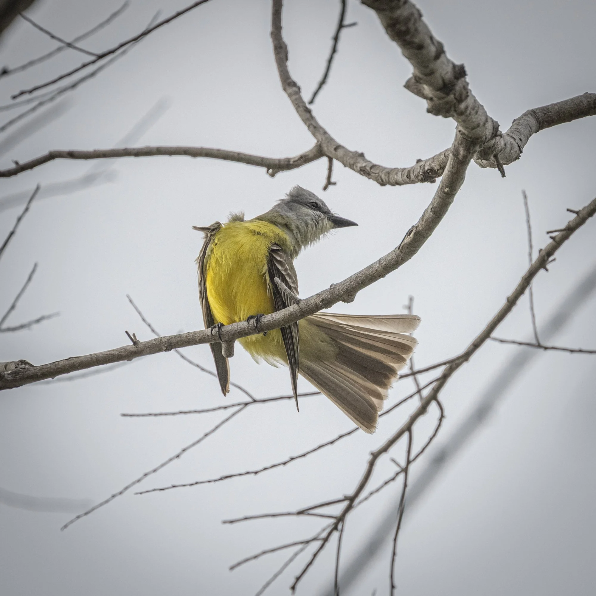 Couch's Kingbird