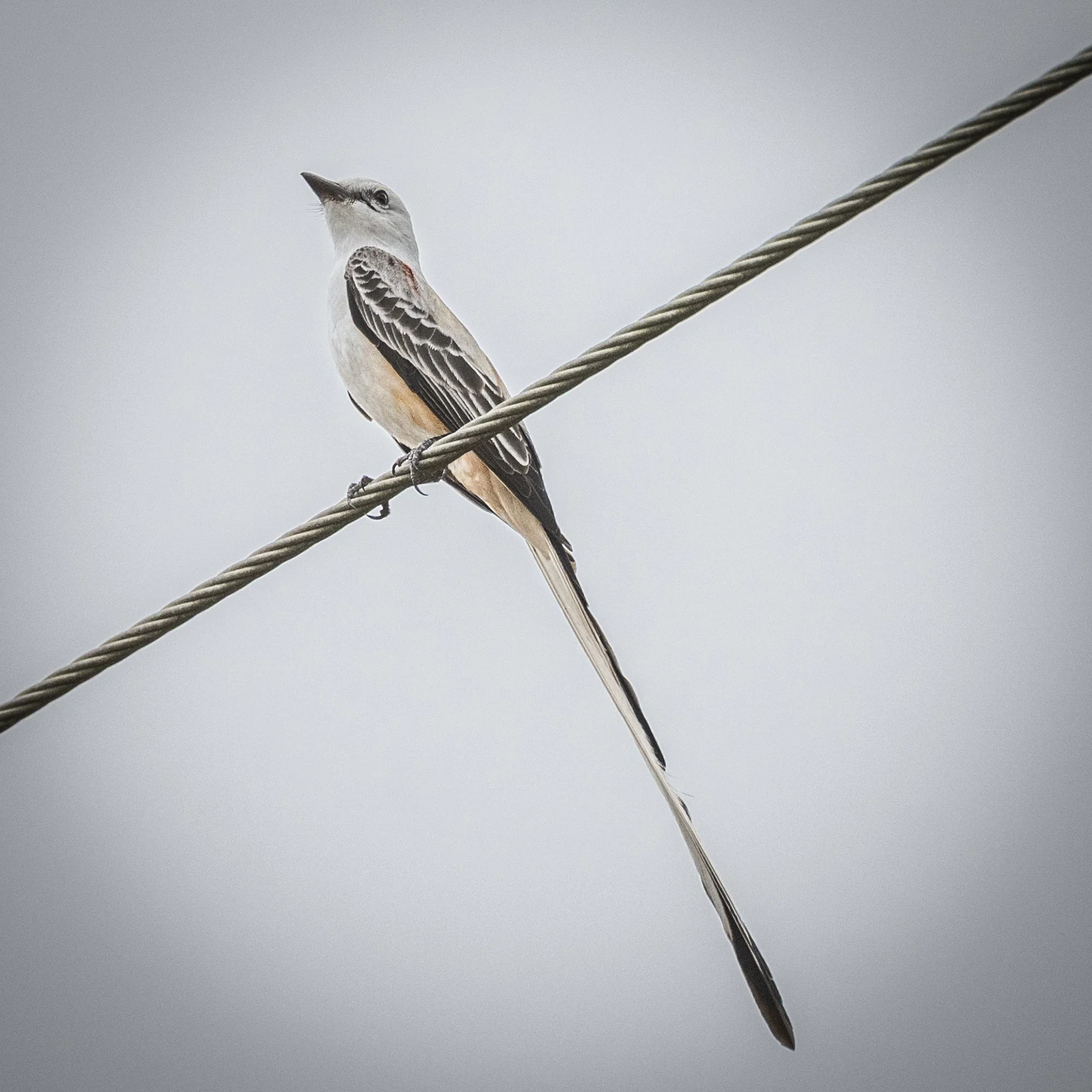 Scissor-tailed Flycatcher