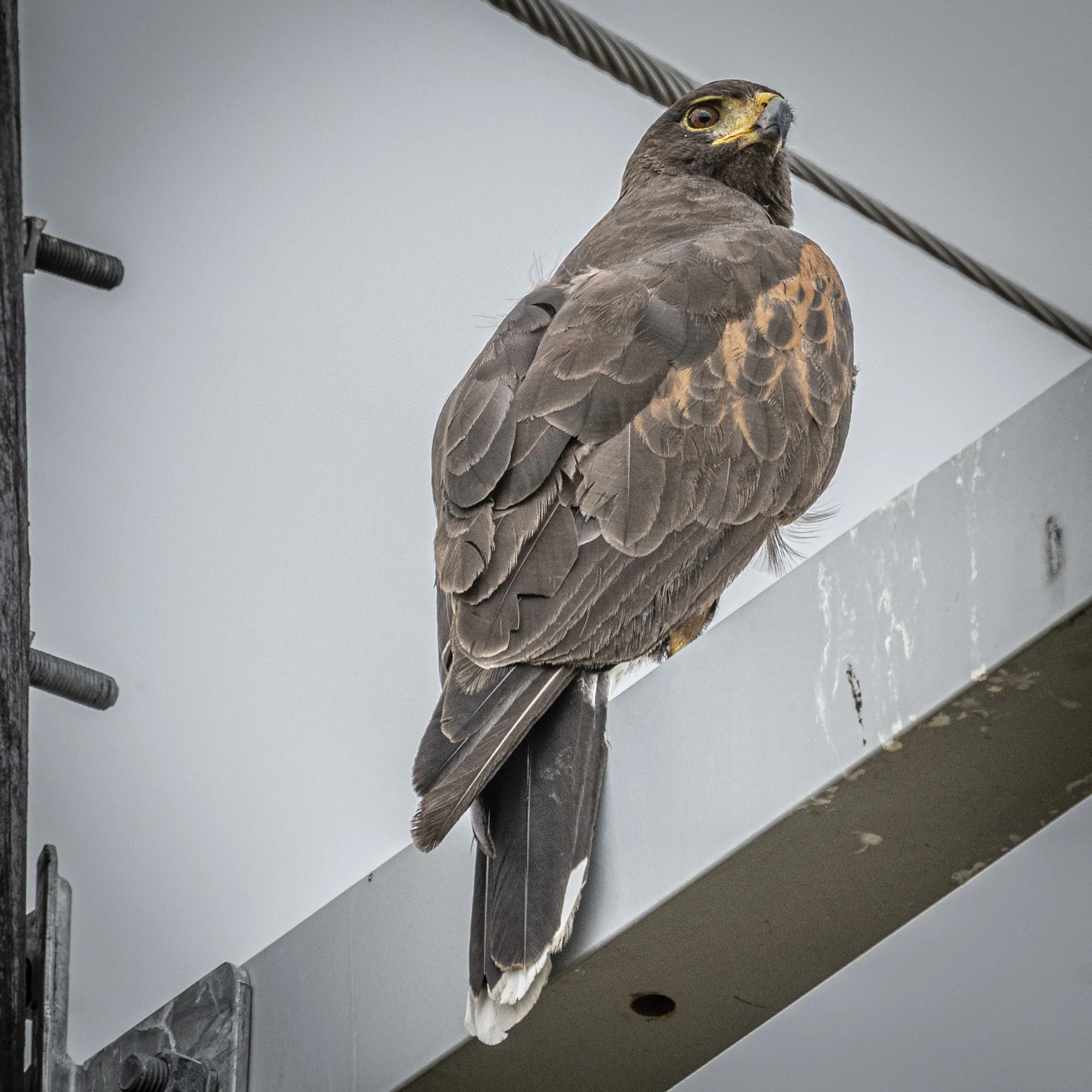 Harris's Hawk