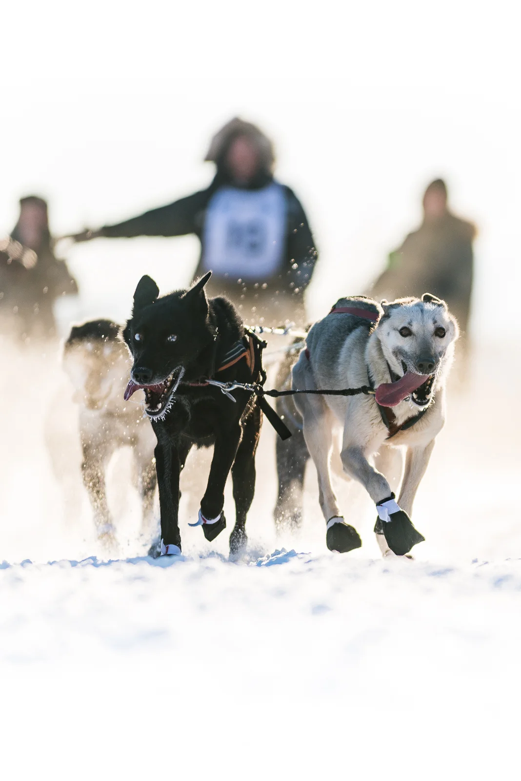 Photo-Devon Lindsay-YukonQuest2017-2.jpg