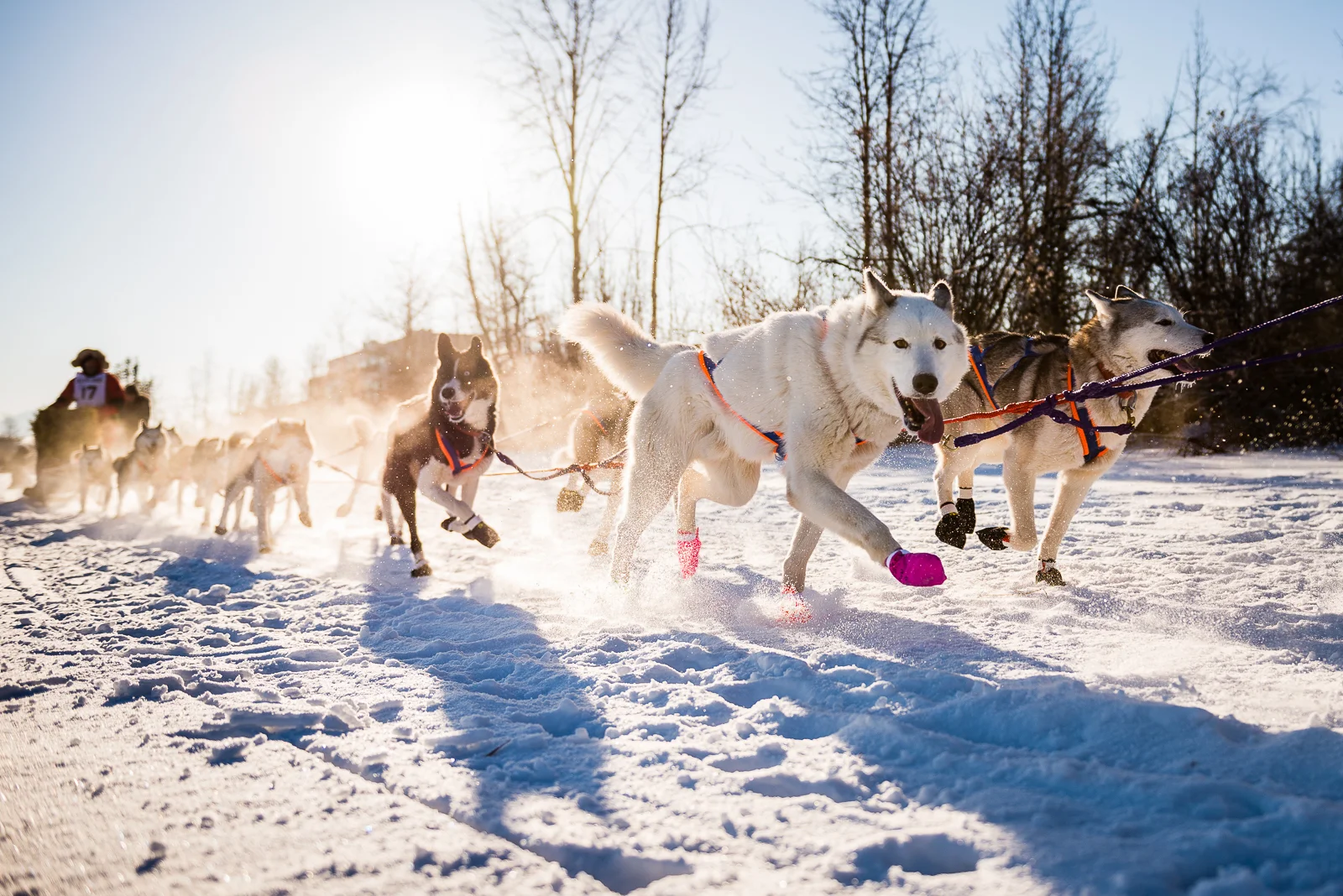 Photo-Devon Lindsay-YukonQuest2017-4.jpg