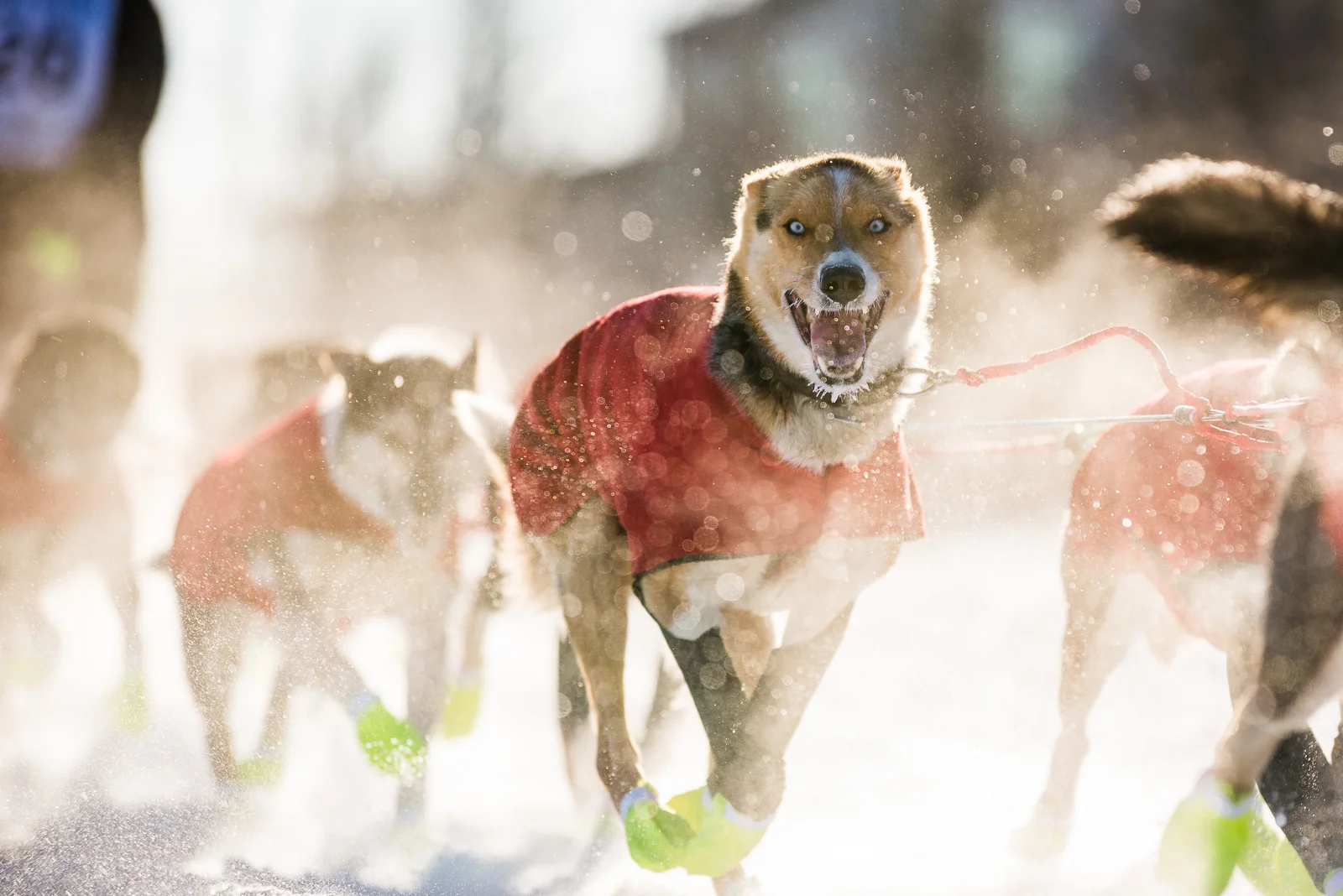Photo-Devon Lindsay-YukonQuest2017-6.jpg