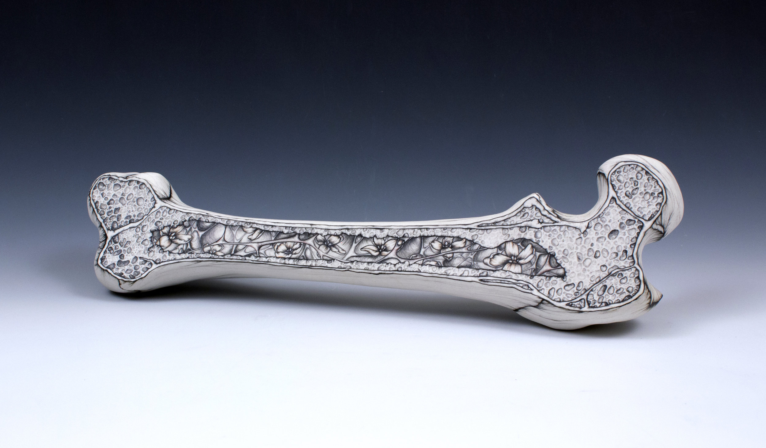 Cross-Section: Femur