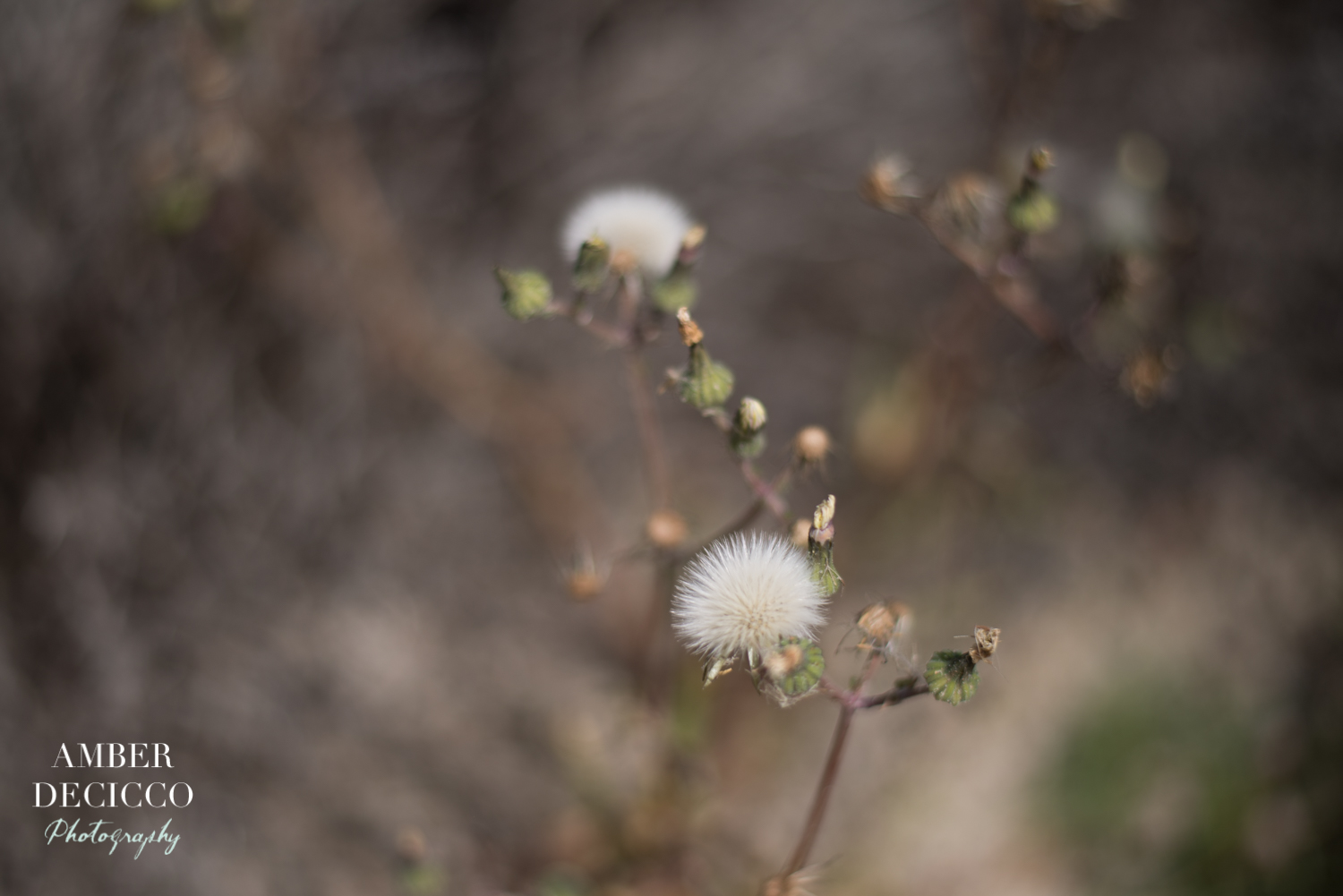 amberdeciccophoto-monterey-2016-1.jpg