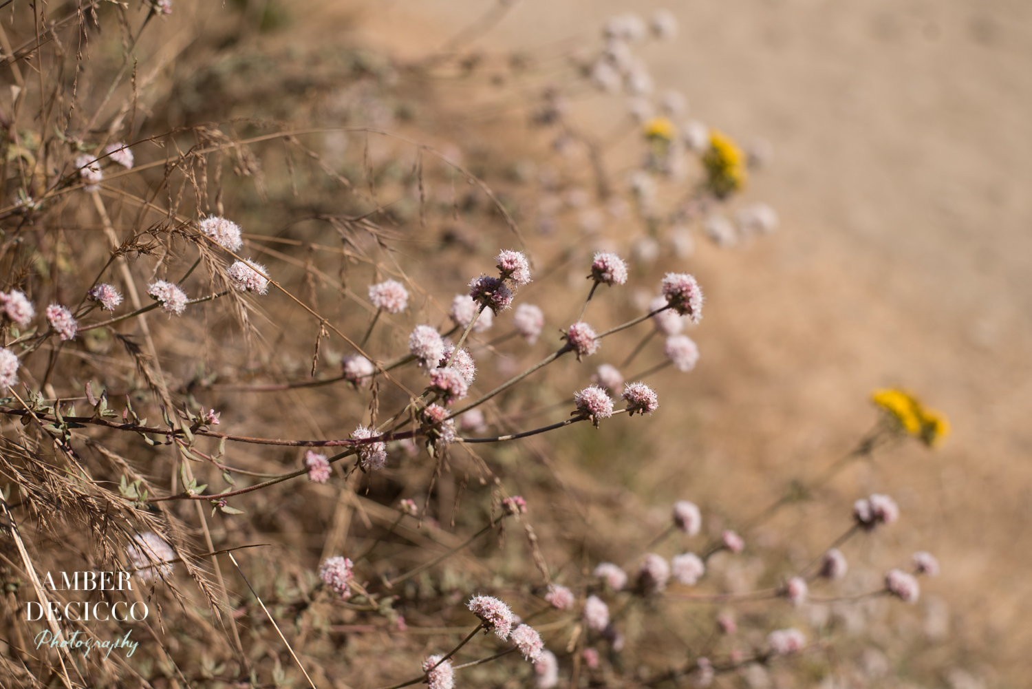 amberdeciccophoto-monterey-2016--1.jpg