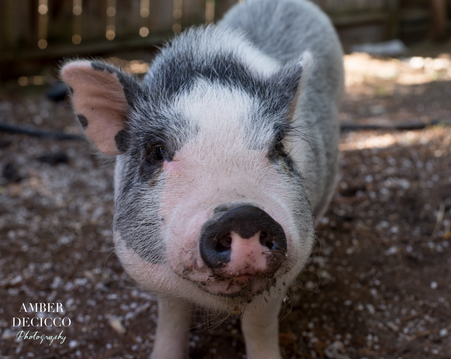 Samson the Pig