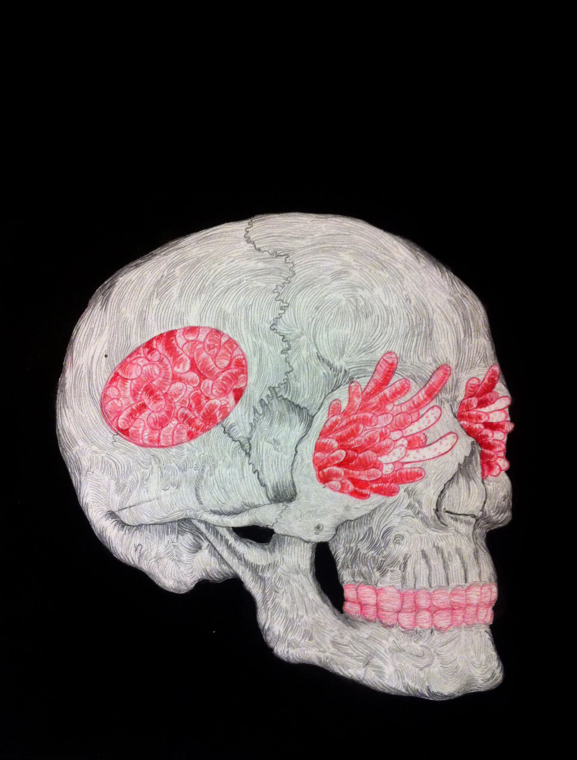 pink_worms_skull copy.jpg