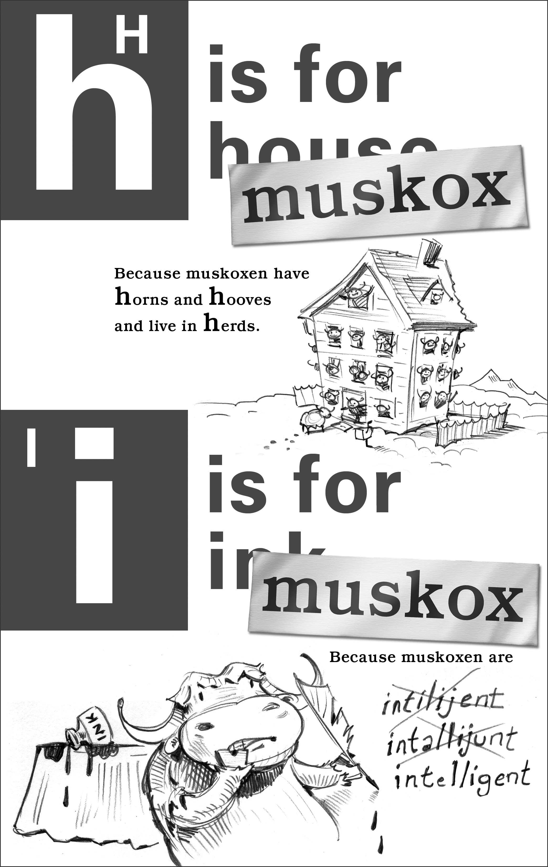 Composite sketch for two illustrations, H is for Musk Ox, and I is for musk Ox.
