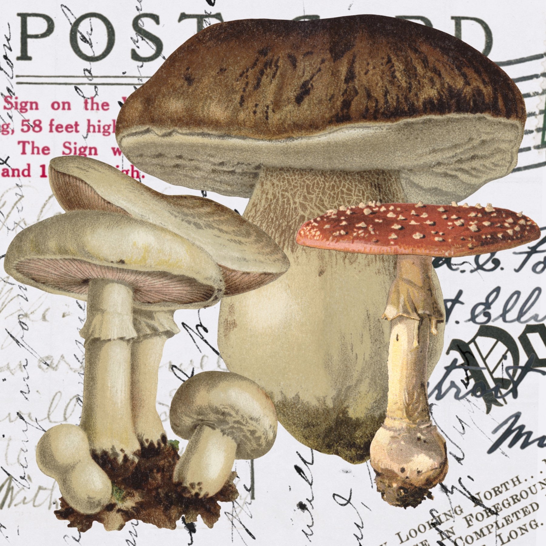 Mushroom pic.jpg