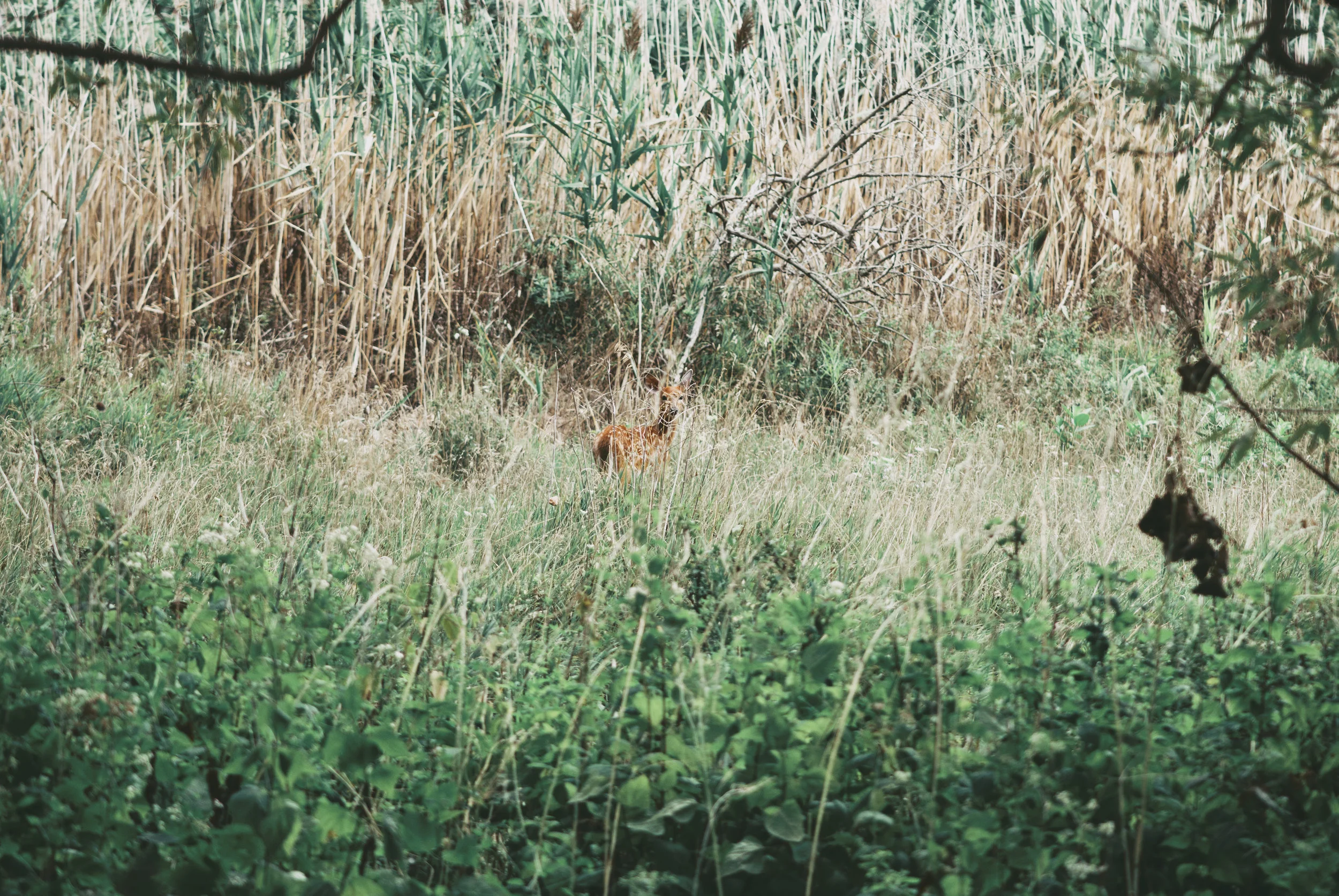 deer2.jpg