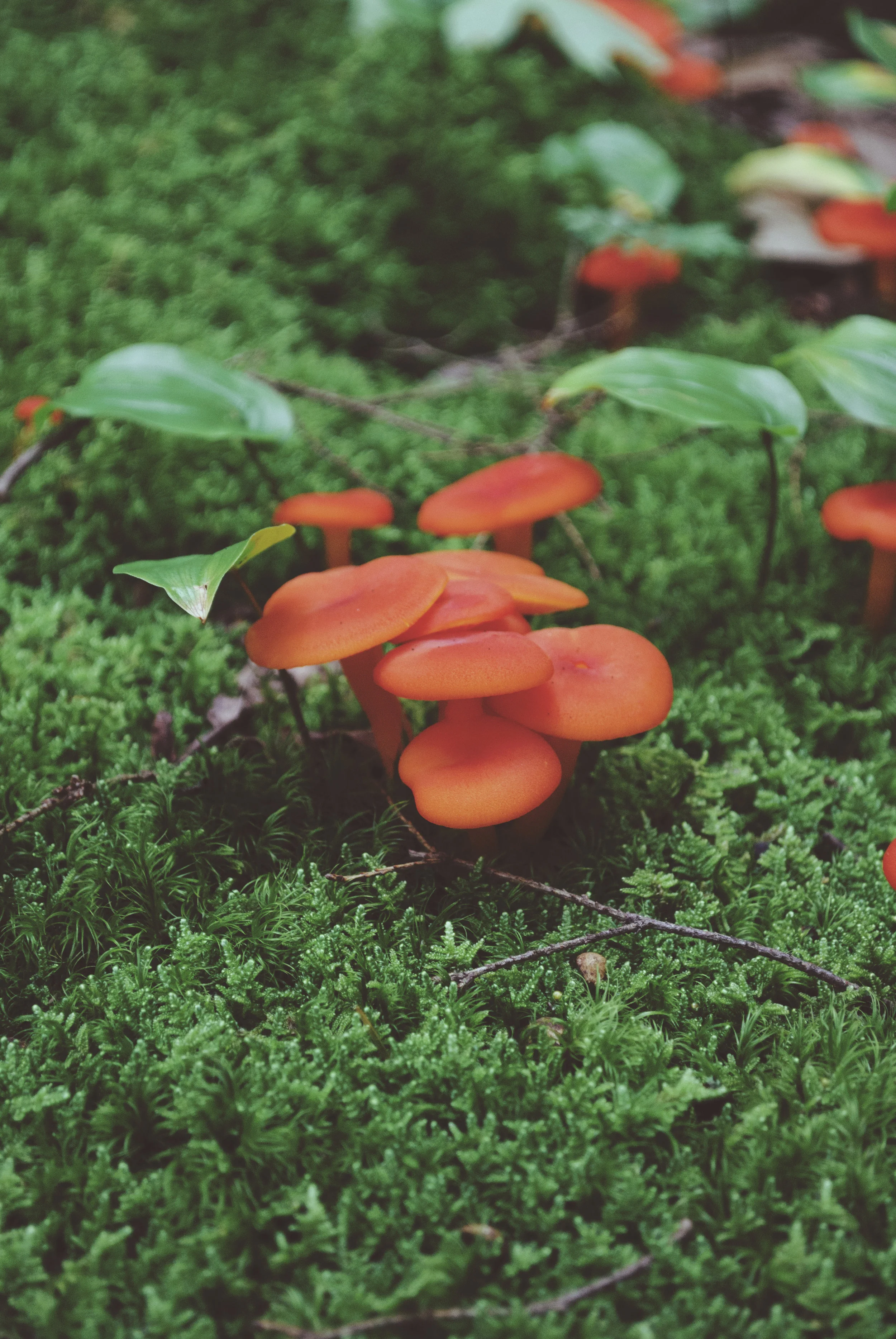redmushrooms.jpg