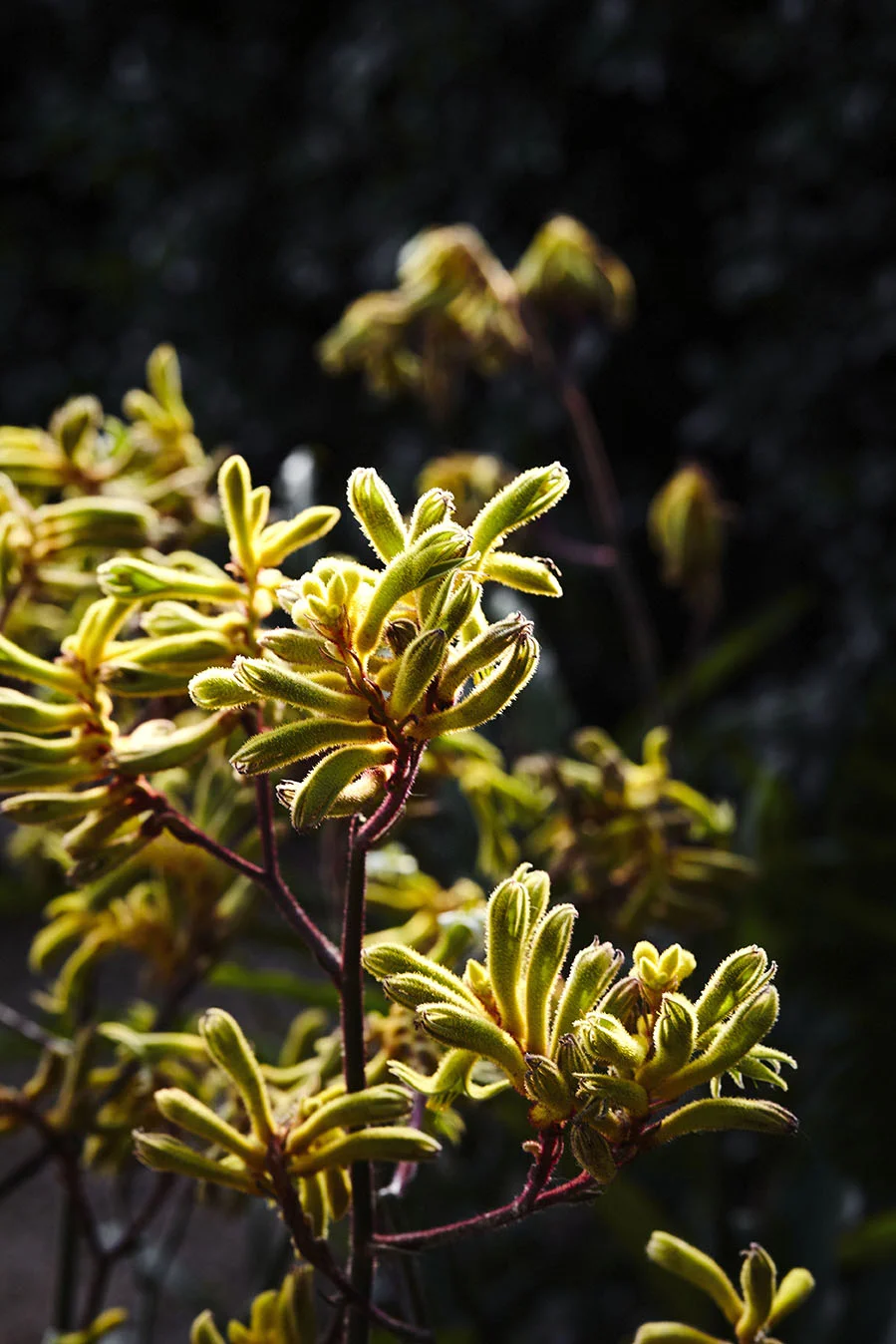 161103_Pepo_Randwick_C_0007.jpg