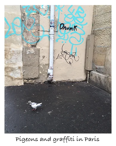 Pigeons and Graffiti in Paris AnaLu.co.jpg