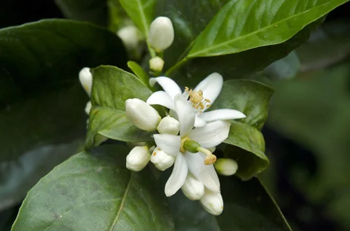 PHOTO COURTESY OF FRAGRANTICA A bitter orange flower, which the Japanese dry and mix with their tea.