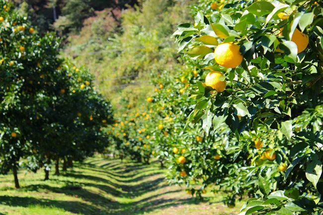 PHOTO COURTESY OF DANIELFOODDIARY.COM A yuzu farm in Kochi, Japan. 