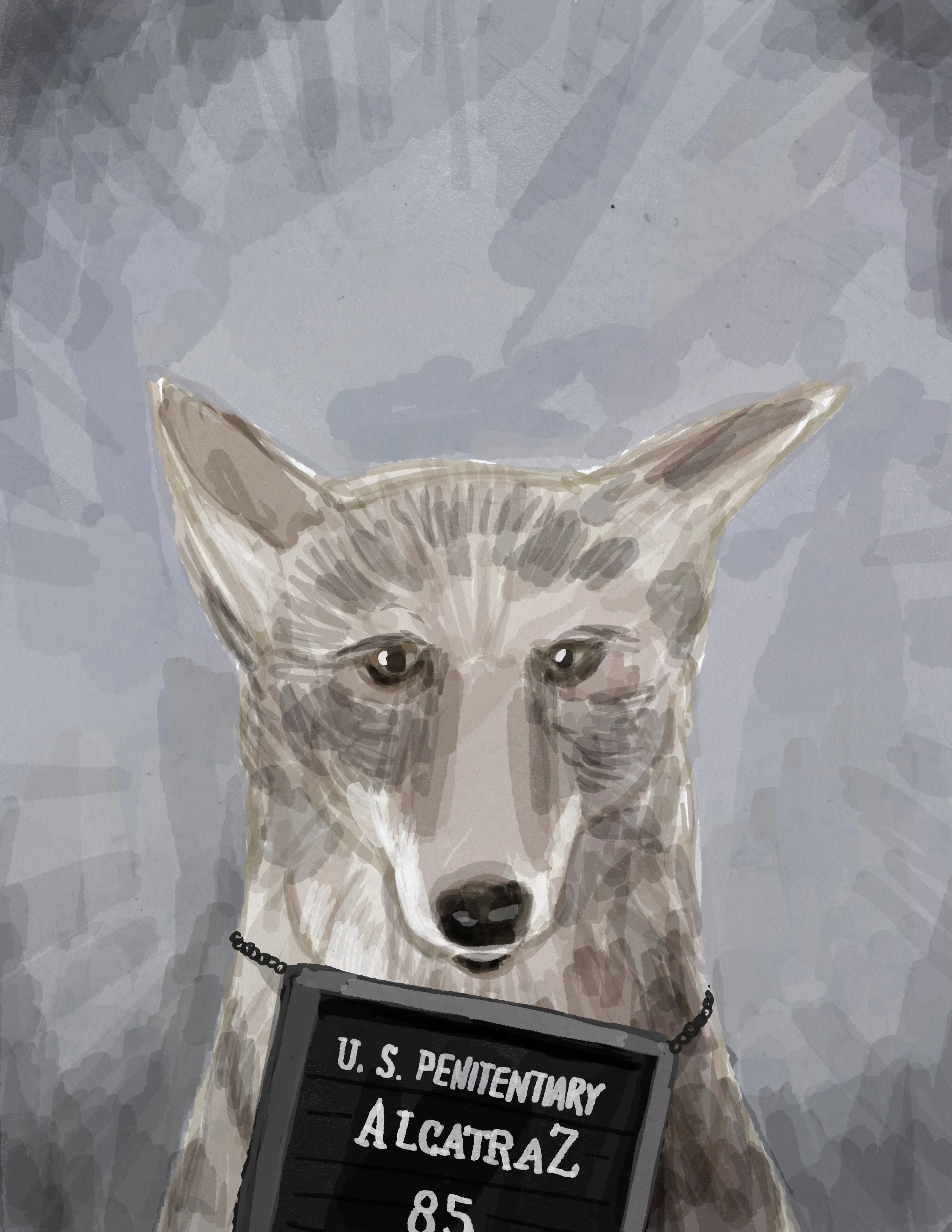 Alcatraz Coyote